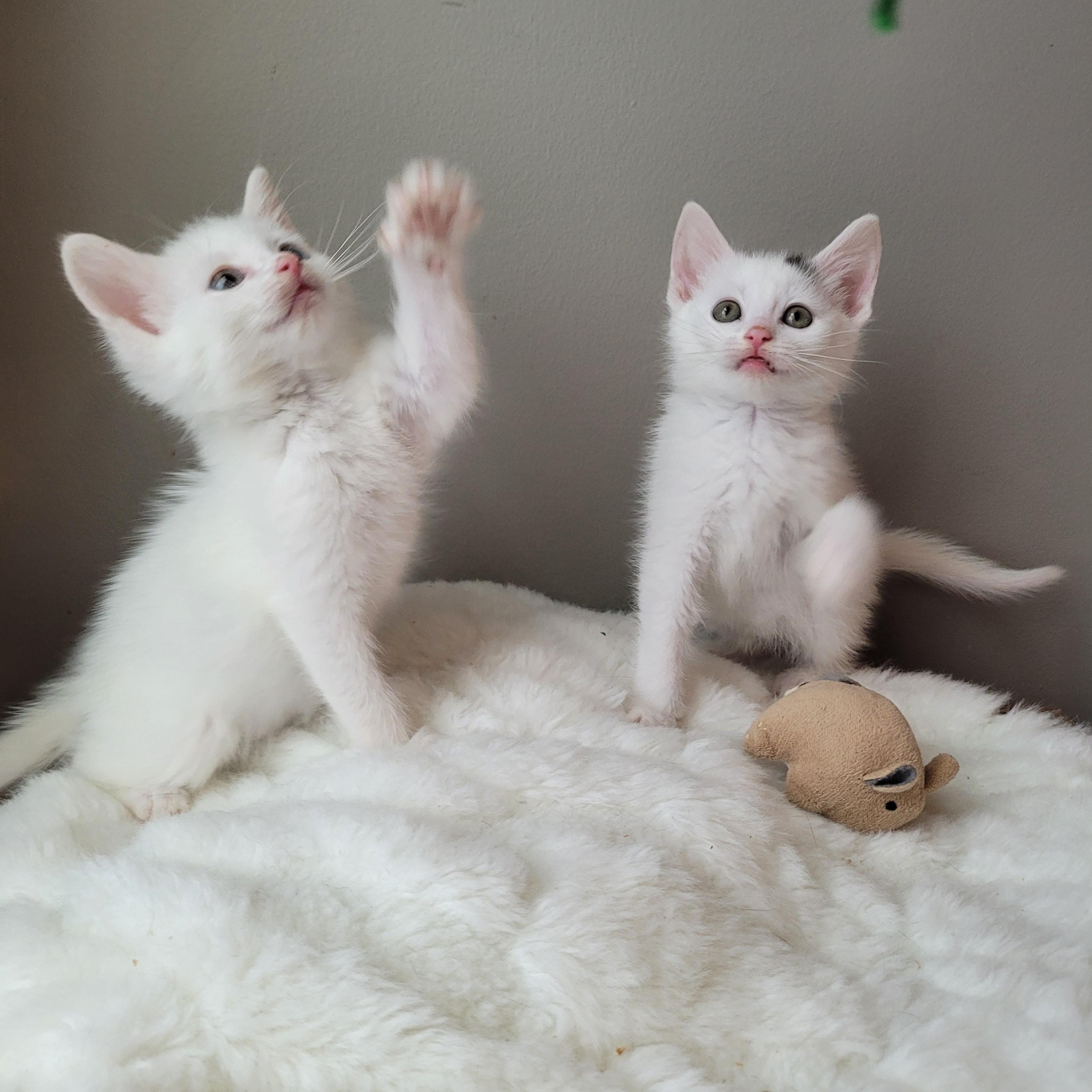Tundra & Snowcap photo 5