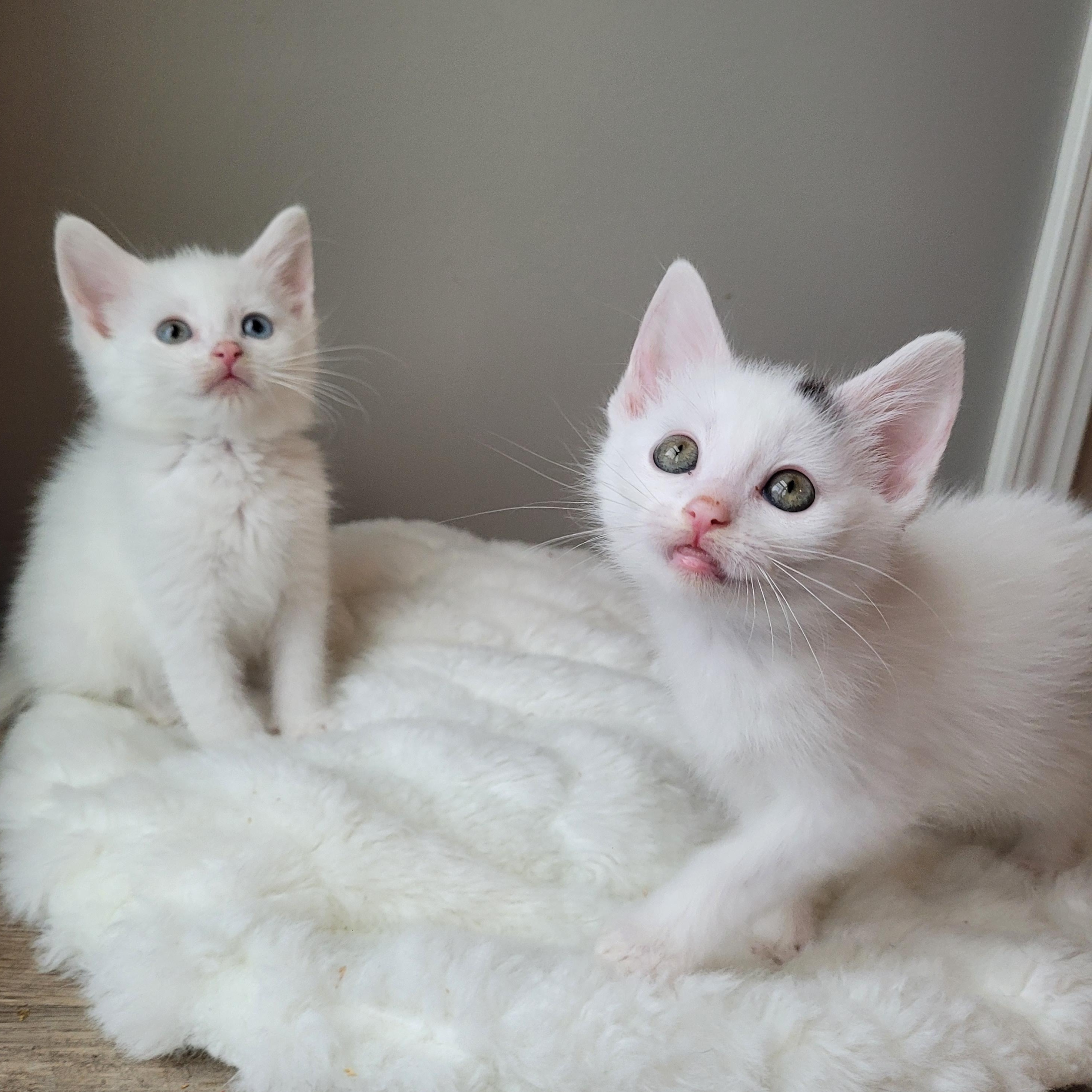 Tundra & Snowcap photo 4