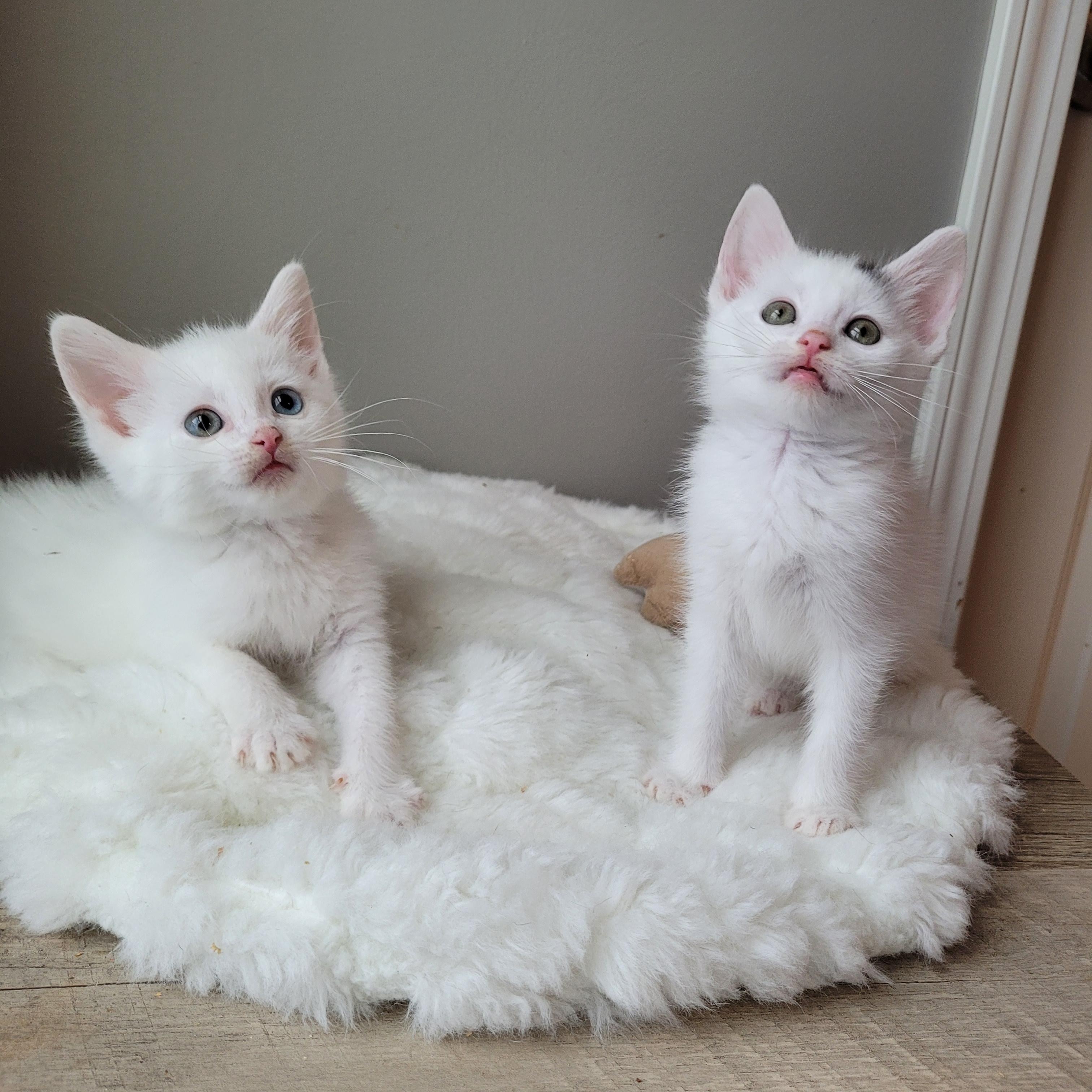 Tundra & Snowcap photo 6