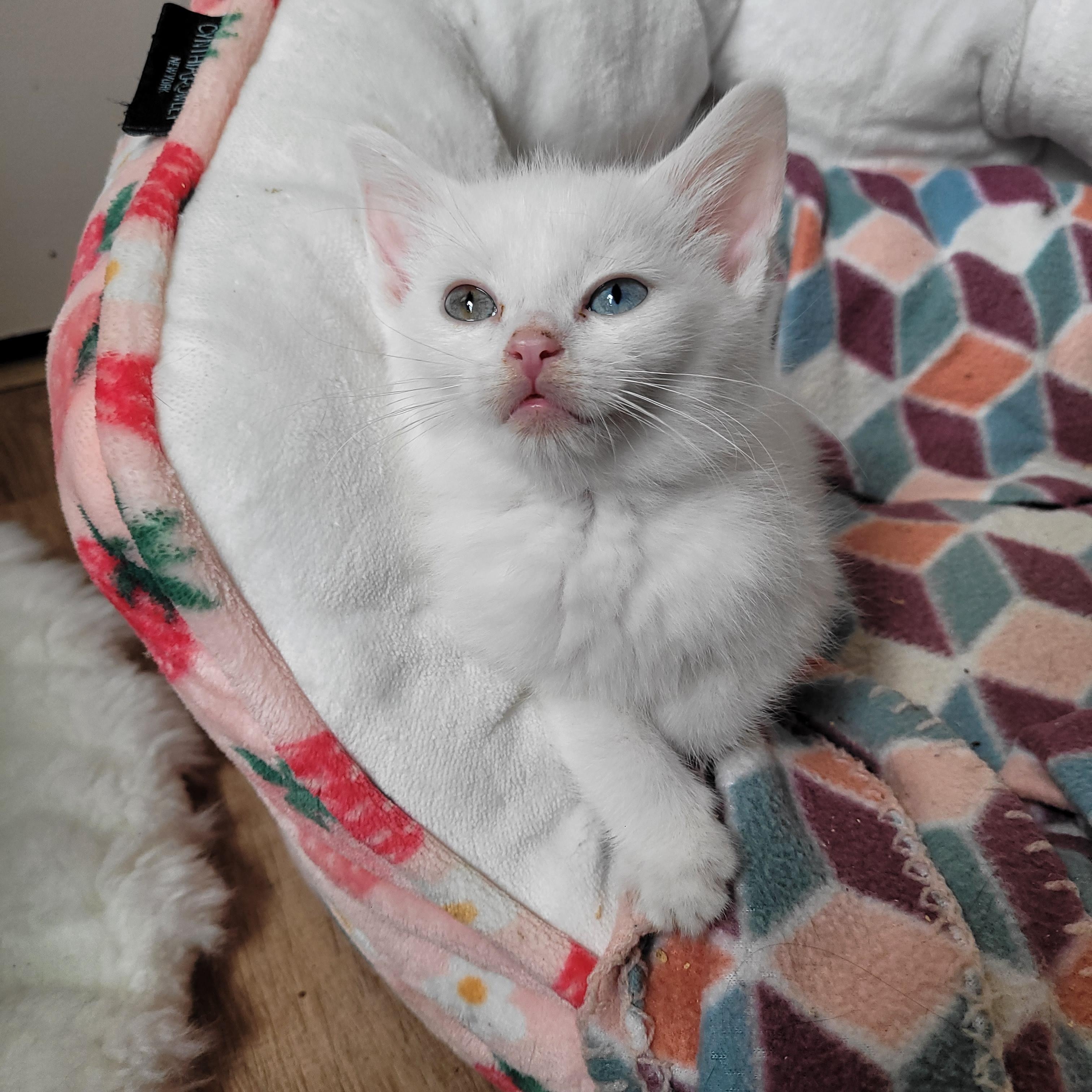 Tundra & Snowcap photo 2
