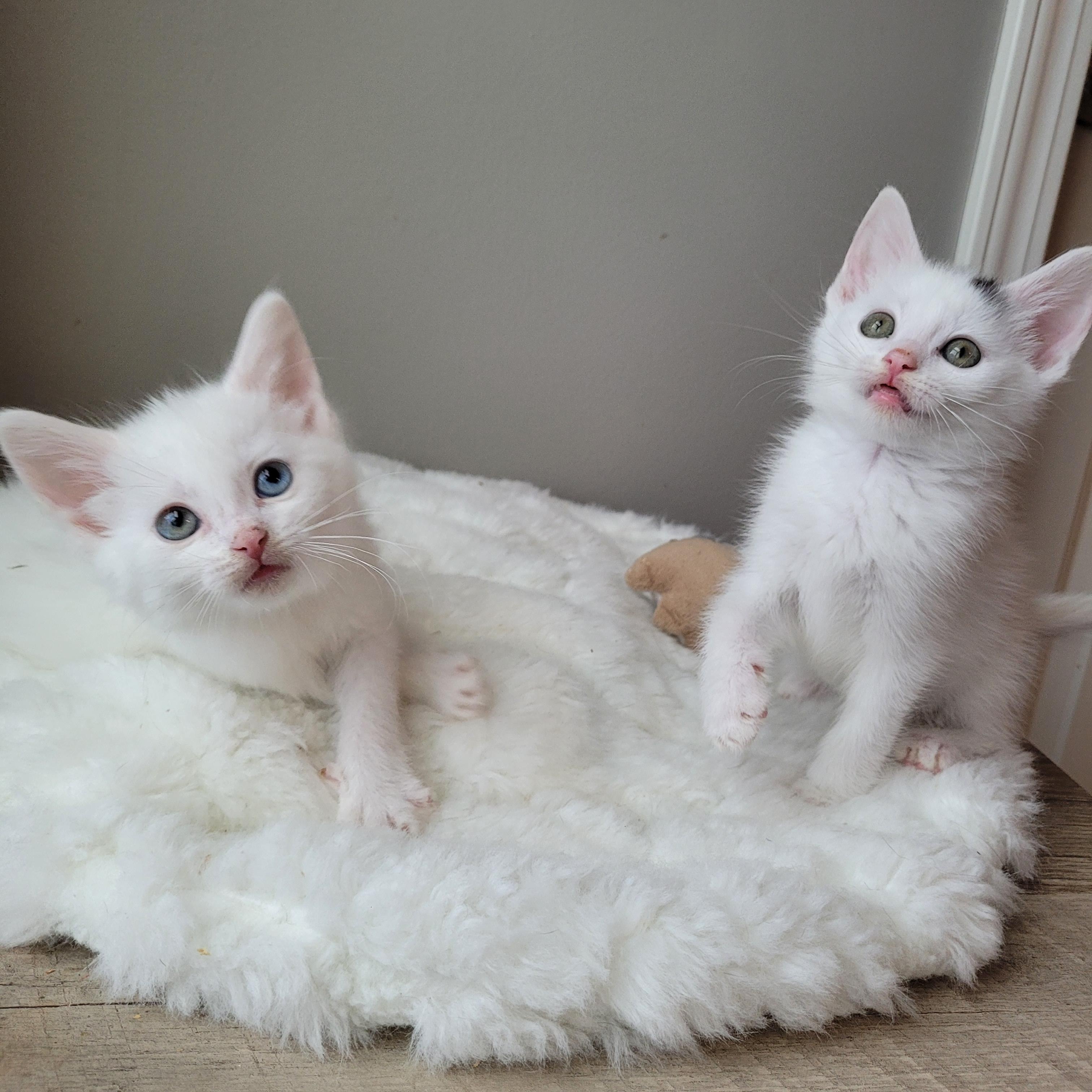 Tundra & Snowcap photo 3