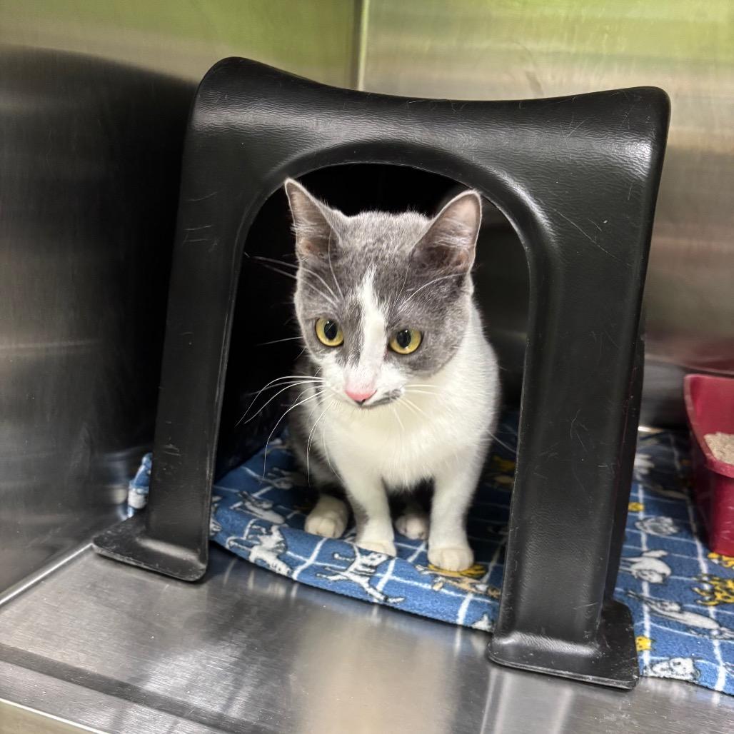 Enlarge Biscuit, a Adoptable Domestic Short Hair in Brookfield, MO image 1/1