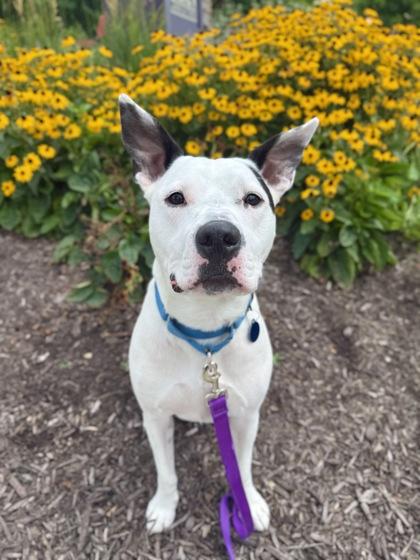 Odin, Adoptable, Adult Male Mixed Breed & Mixed Breed.