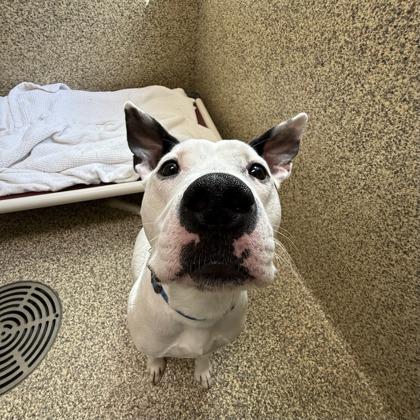 Enlarge Odin, a Adoptable mixed breed in Merriam, KS image 2/3