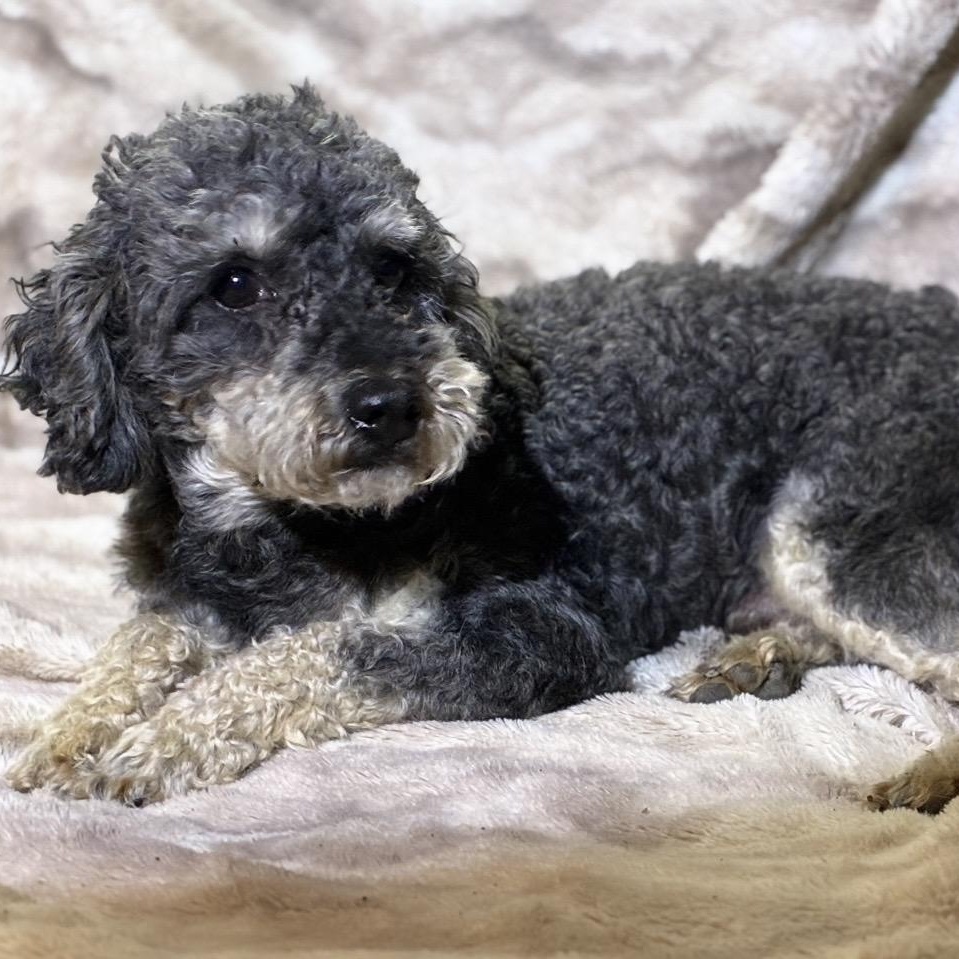 Stan, a ADOPTABLE Miniature Poodle in Pelham, NH image 6/6