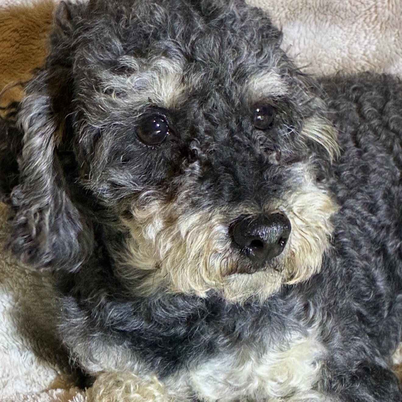 Stan, a ADOPTABLE Miniature Poodle in Pelham, NH image 4/6