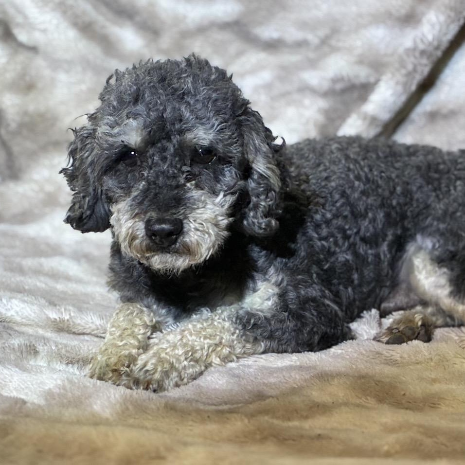 Stan, a ADOPTABLE Miniature Poodle in Pelham, NH image 5/6