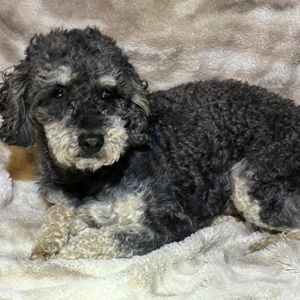 Stan, a ADOPTABLE Miniature Poodle in Pelham, NH image 2/6