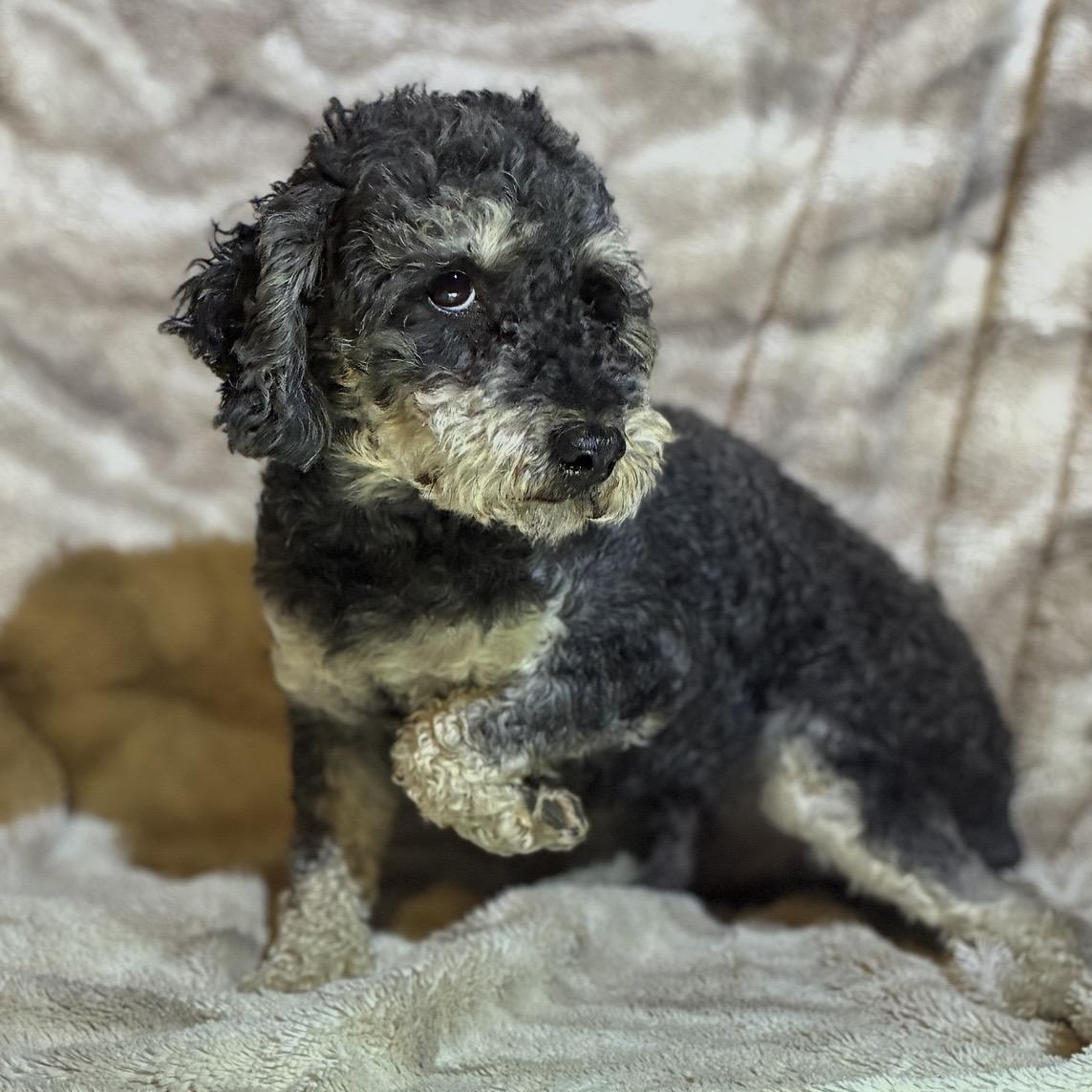 Stan, a ADOPTABLE Miniature Poodle in Pelham, NH image 3/6