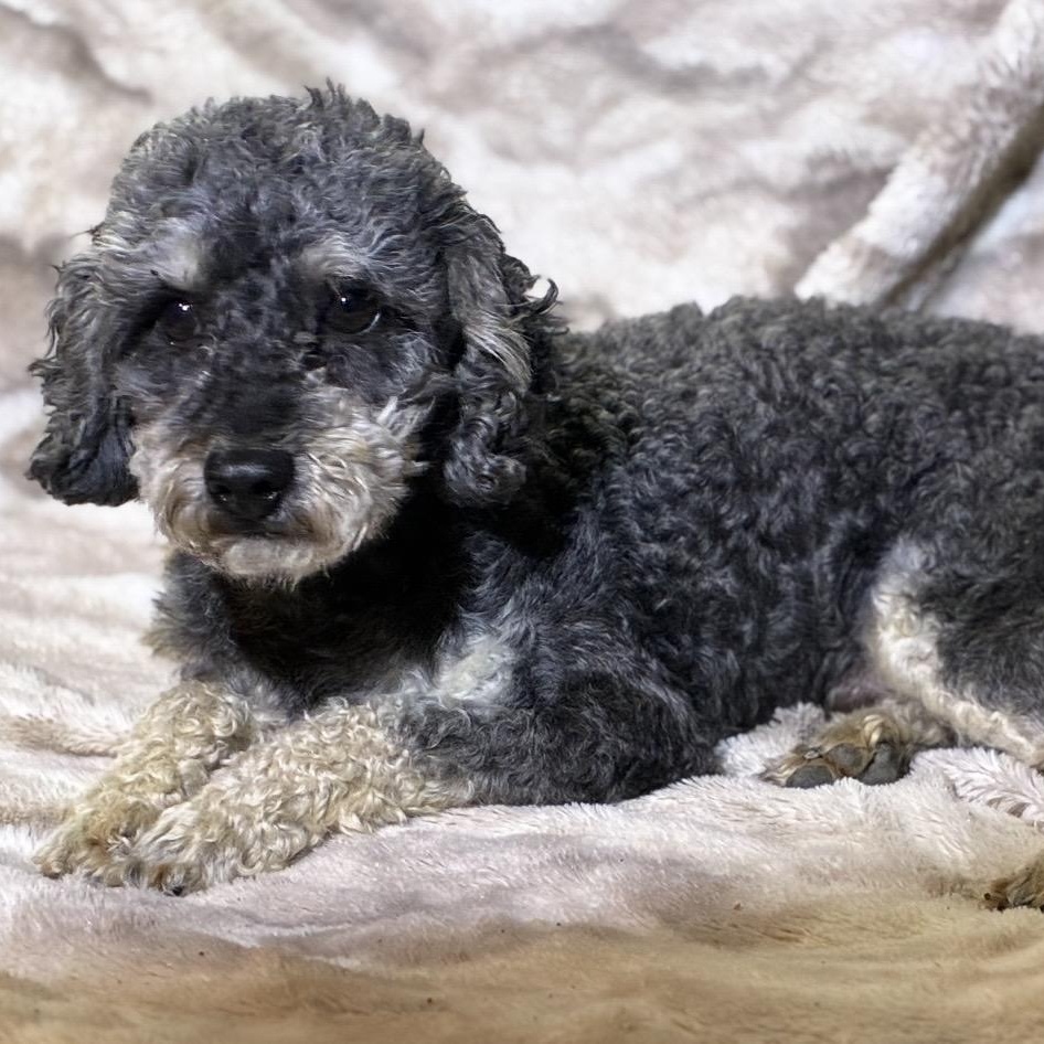 Stan, a ADOPTABLE Miniature Poodle in Pelham, NH image 1/6