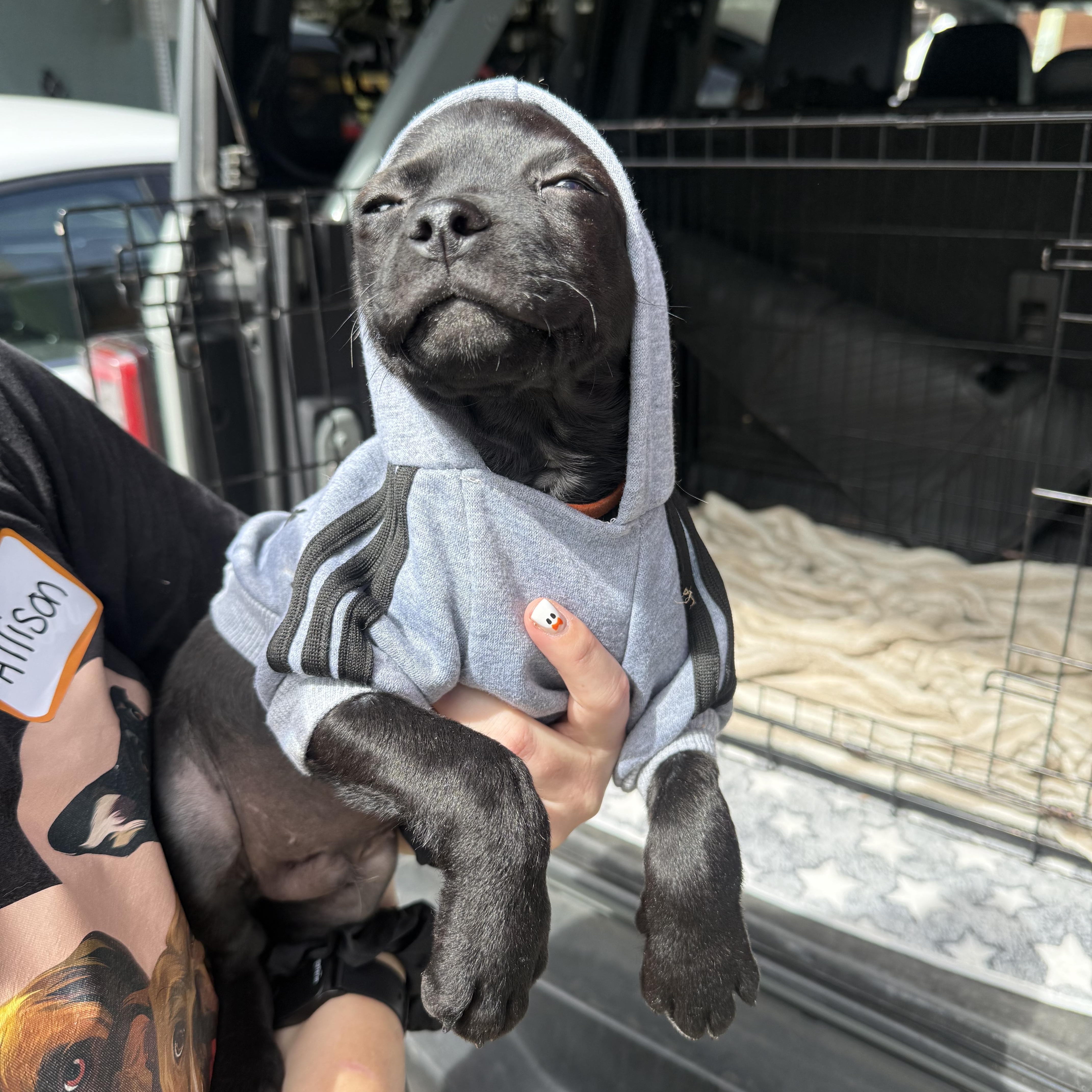 Enlarge Falcon (Jetset Litter), a Adoptable mixed breed in San Diego, CA image 1/1