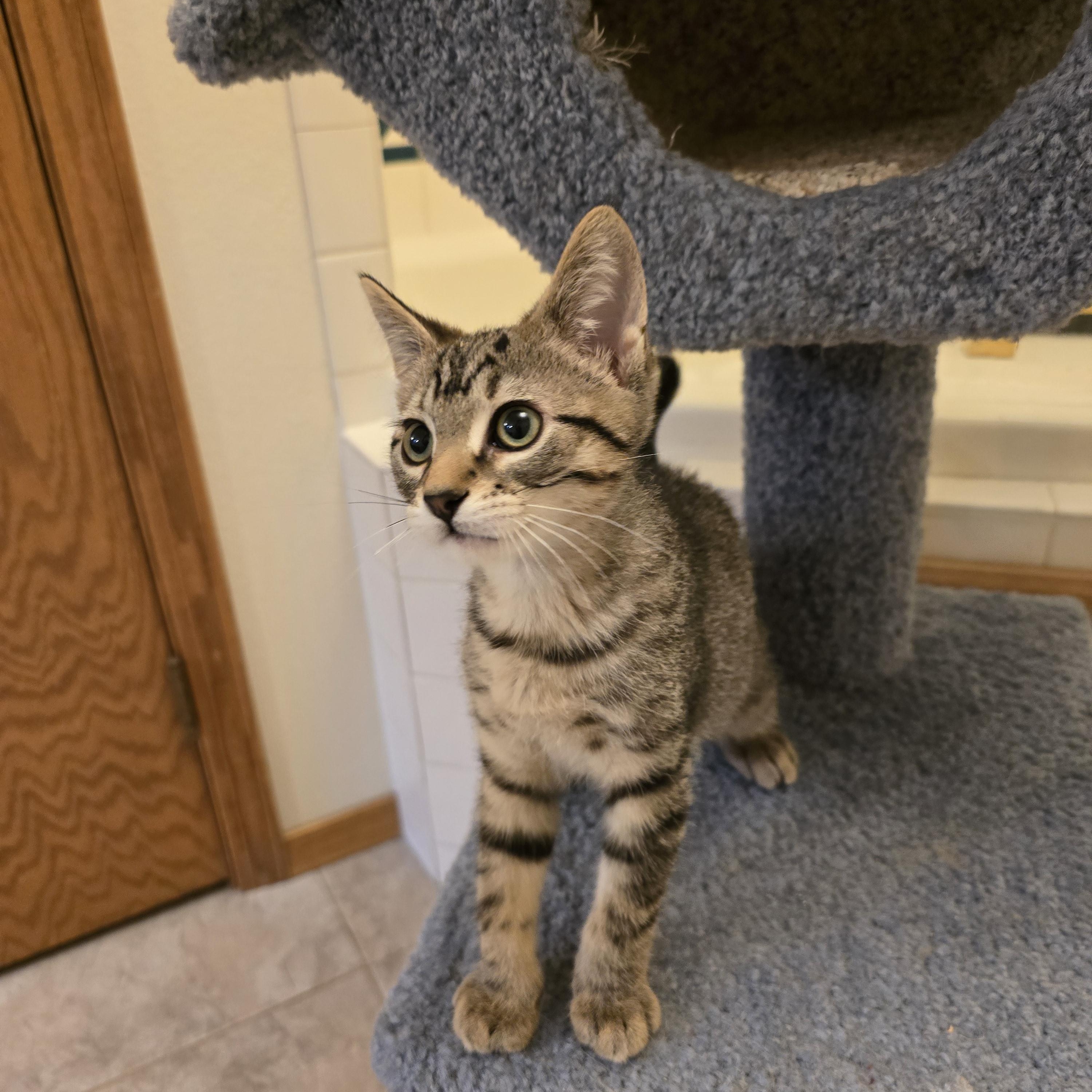 Enlarge Vaughn, a Adoptable Domestic Short Hair in Fargo, ND image 4/5