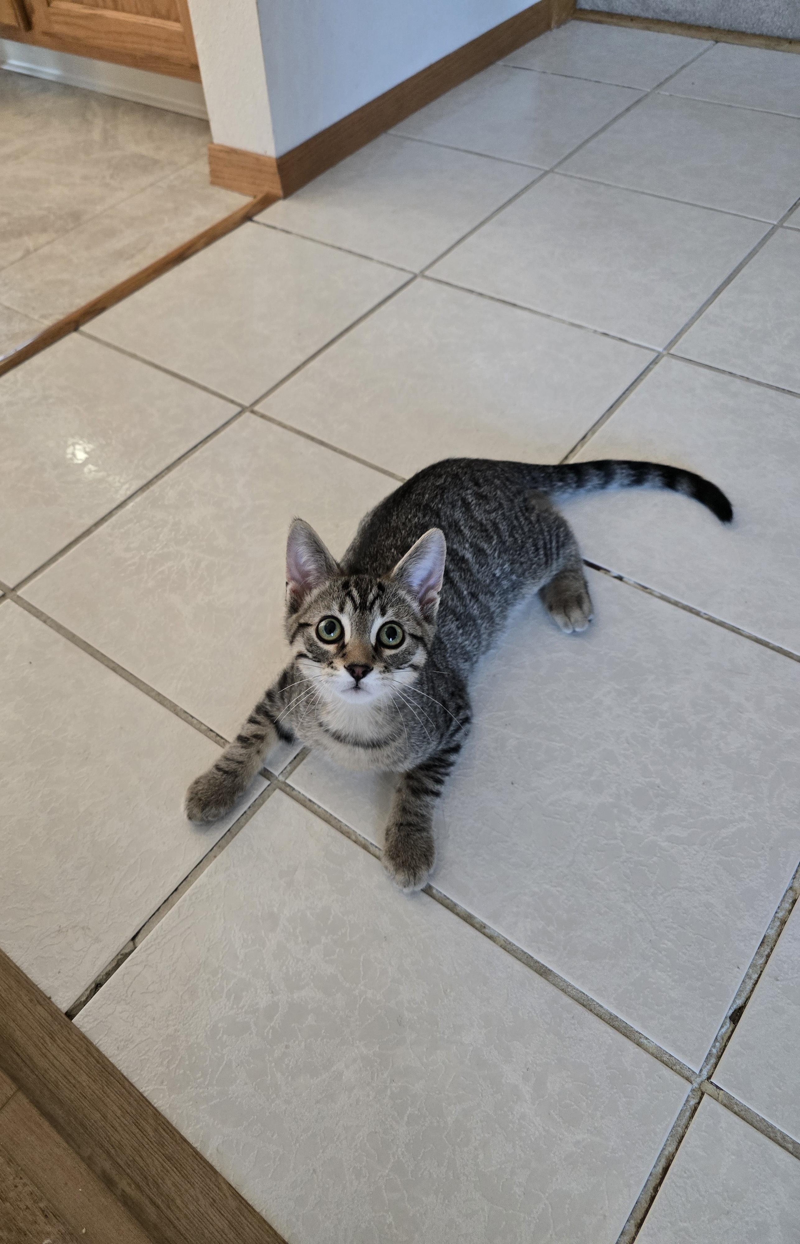 Vaughn, Adoptable, Kitten Male Domestic Short Hair.