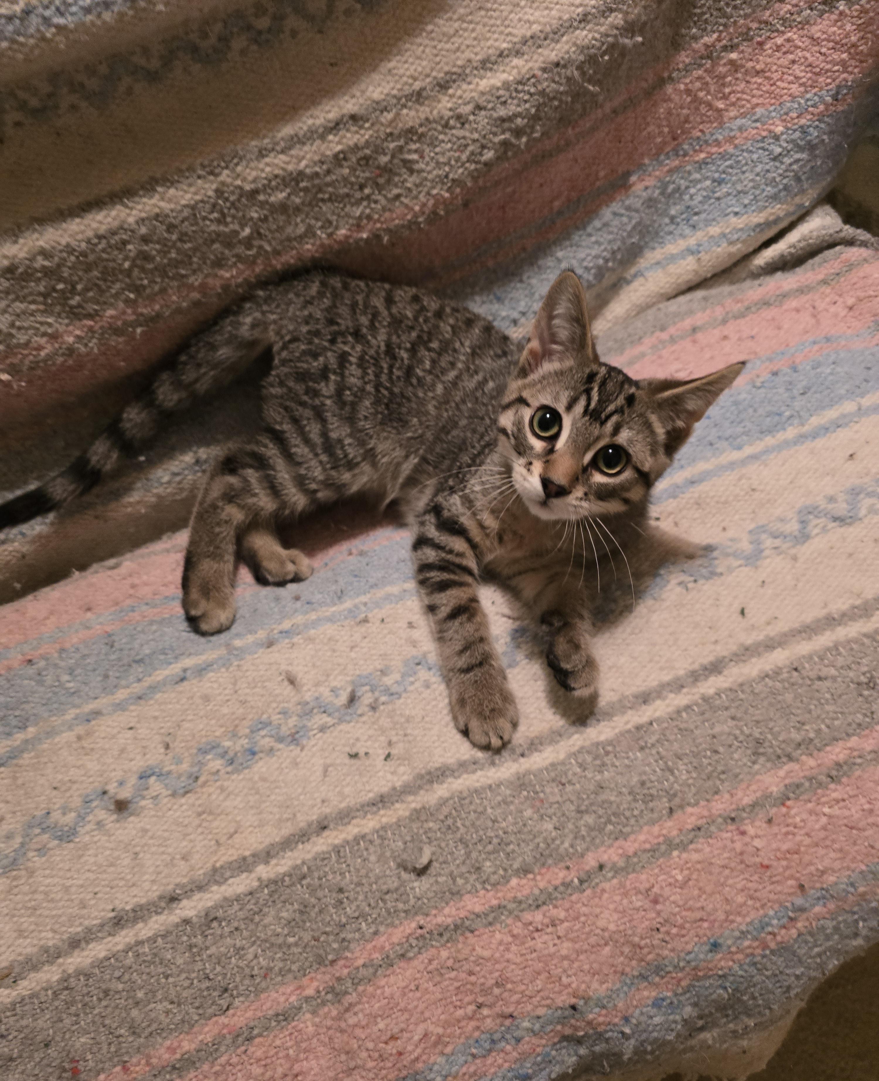 Enlarge Vaughn, a Adoptable Domestic Short Hair in Fargo, ND image 2/5