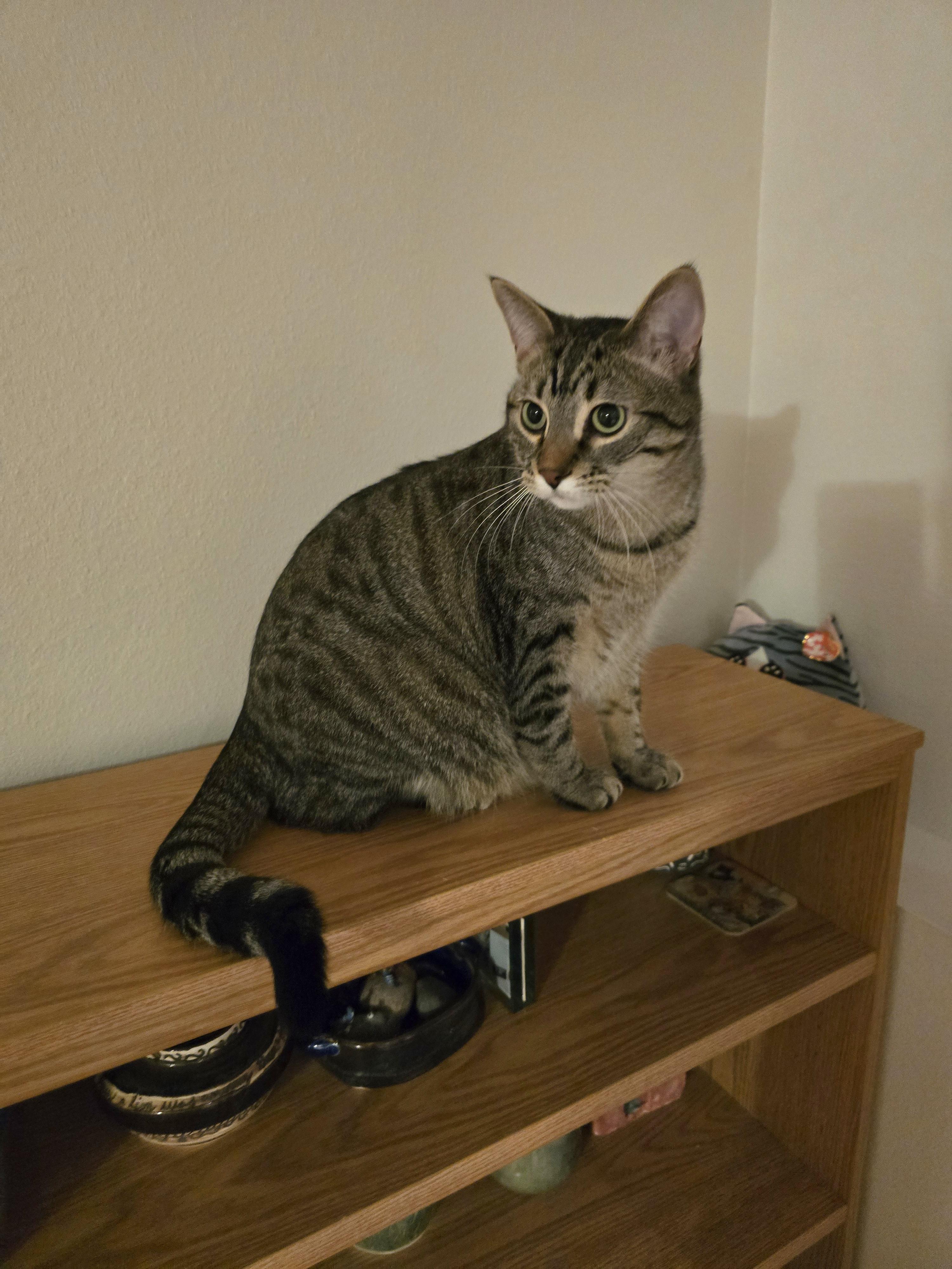 Enlarge Vaughn, a Adopted Domestic Short Hair in Fargo, ND image 3/4