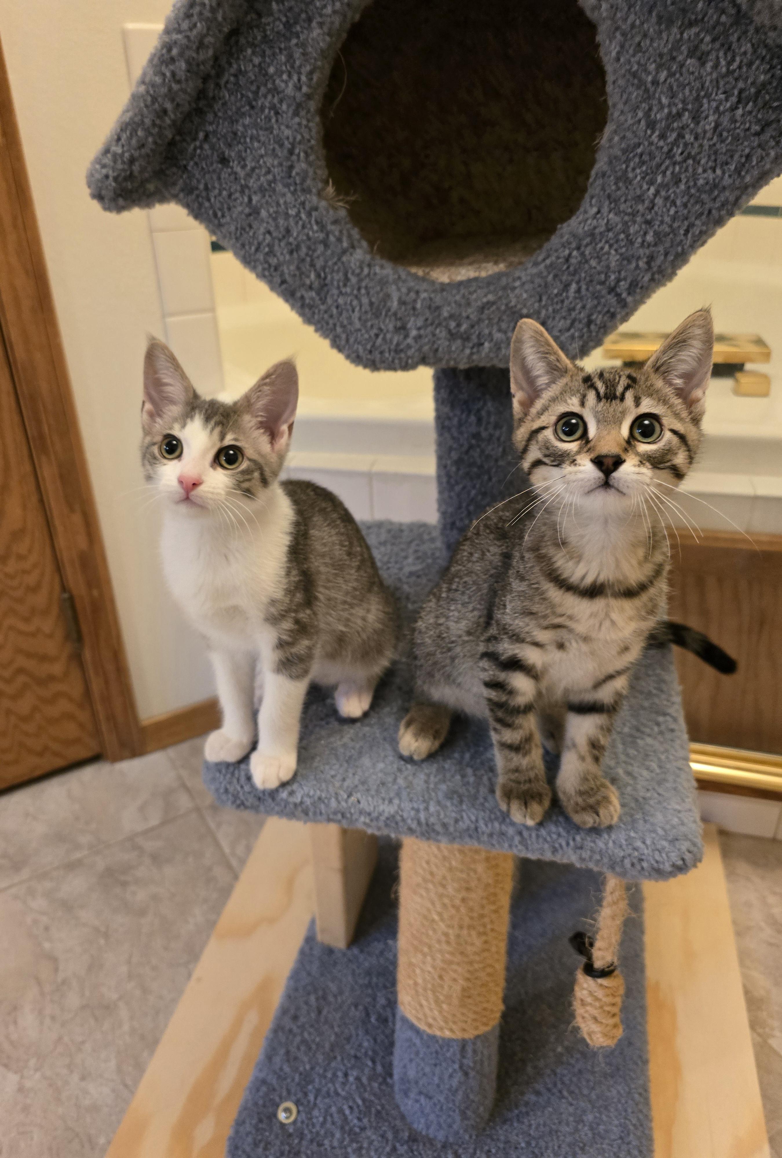 Enlarge Vaughn, a Adoptable Domestic Short Hair in Fargo, ND image 5/5