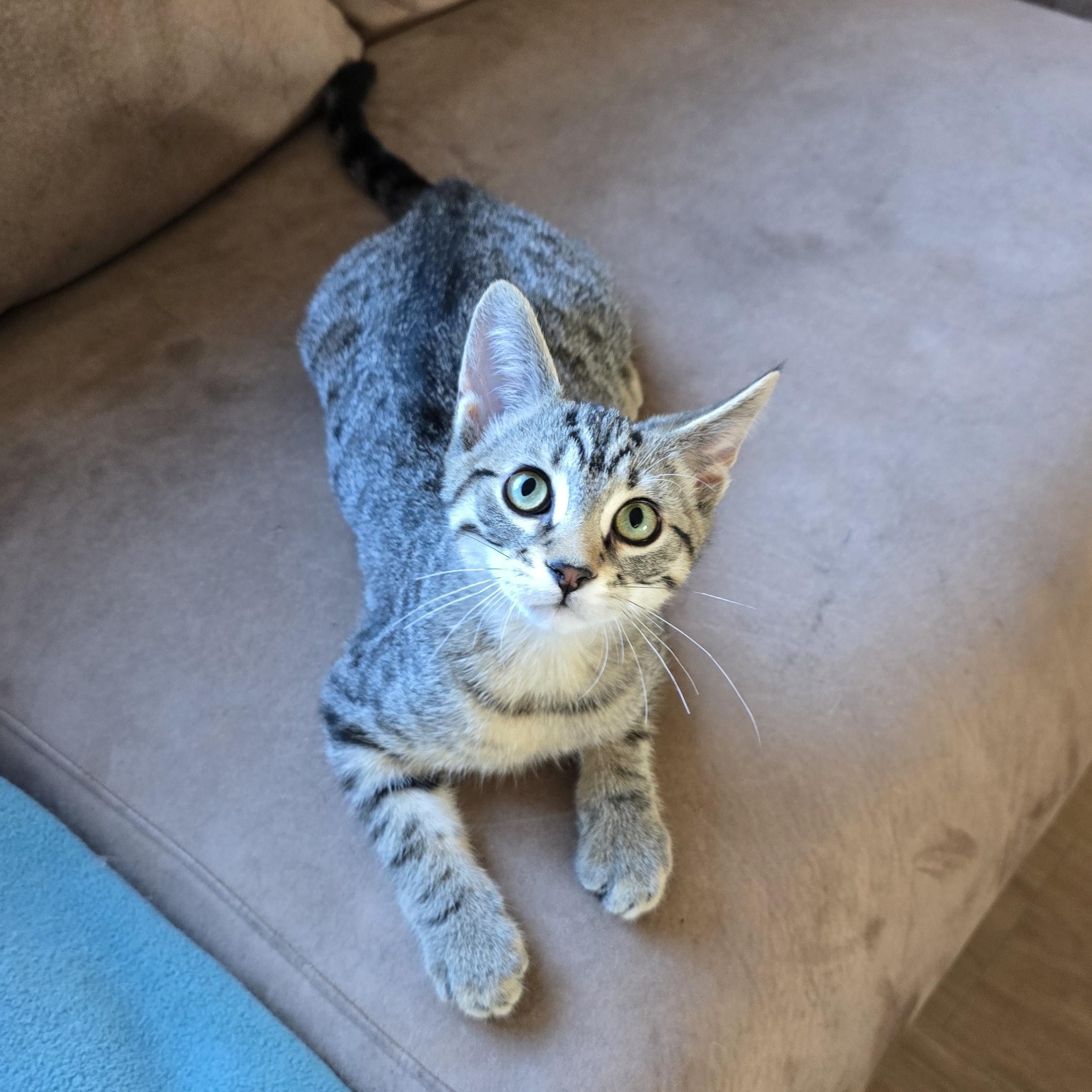 Enlarge Vaughn, a Adoptable Domestic Short Hair in Fargo, ND image 3/5