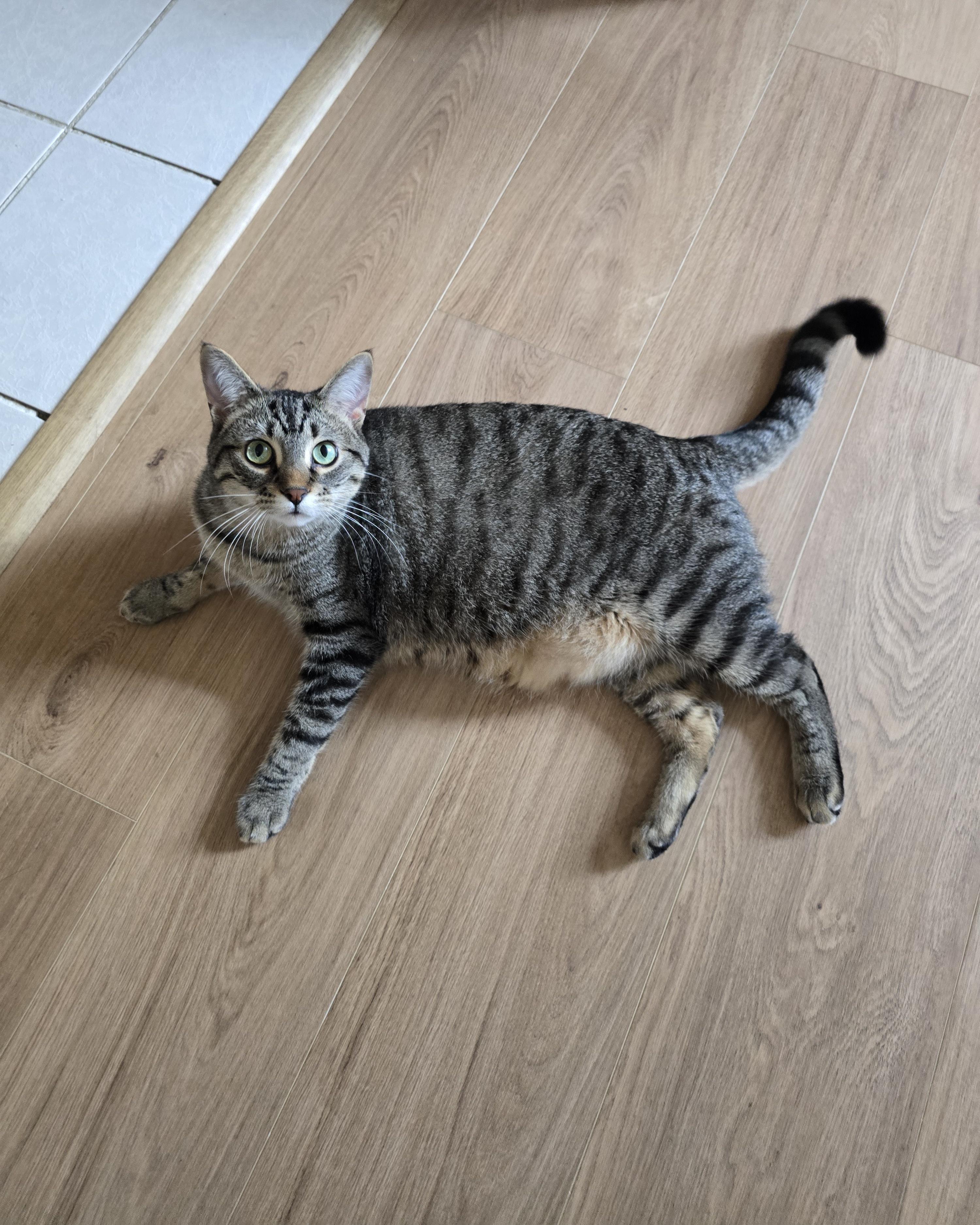 Enlarge Vaughn, a Adopted Domestic Short Hair in Fargo, ND image 2/4