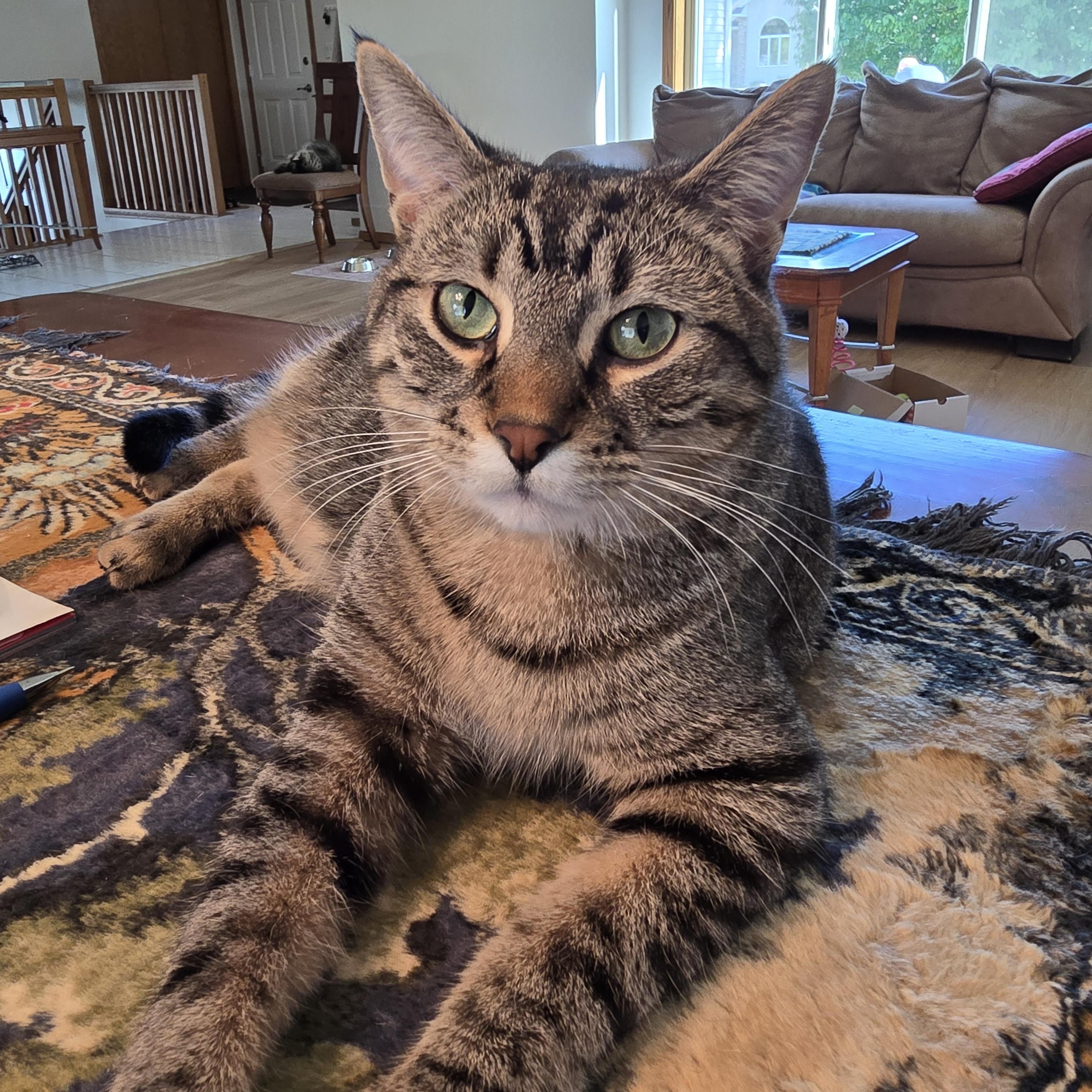 Vaughn, Adopted, Young Male Domestic Short Hair.