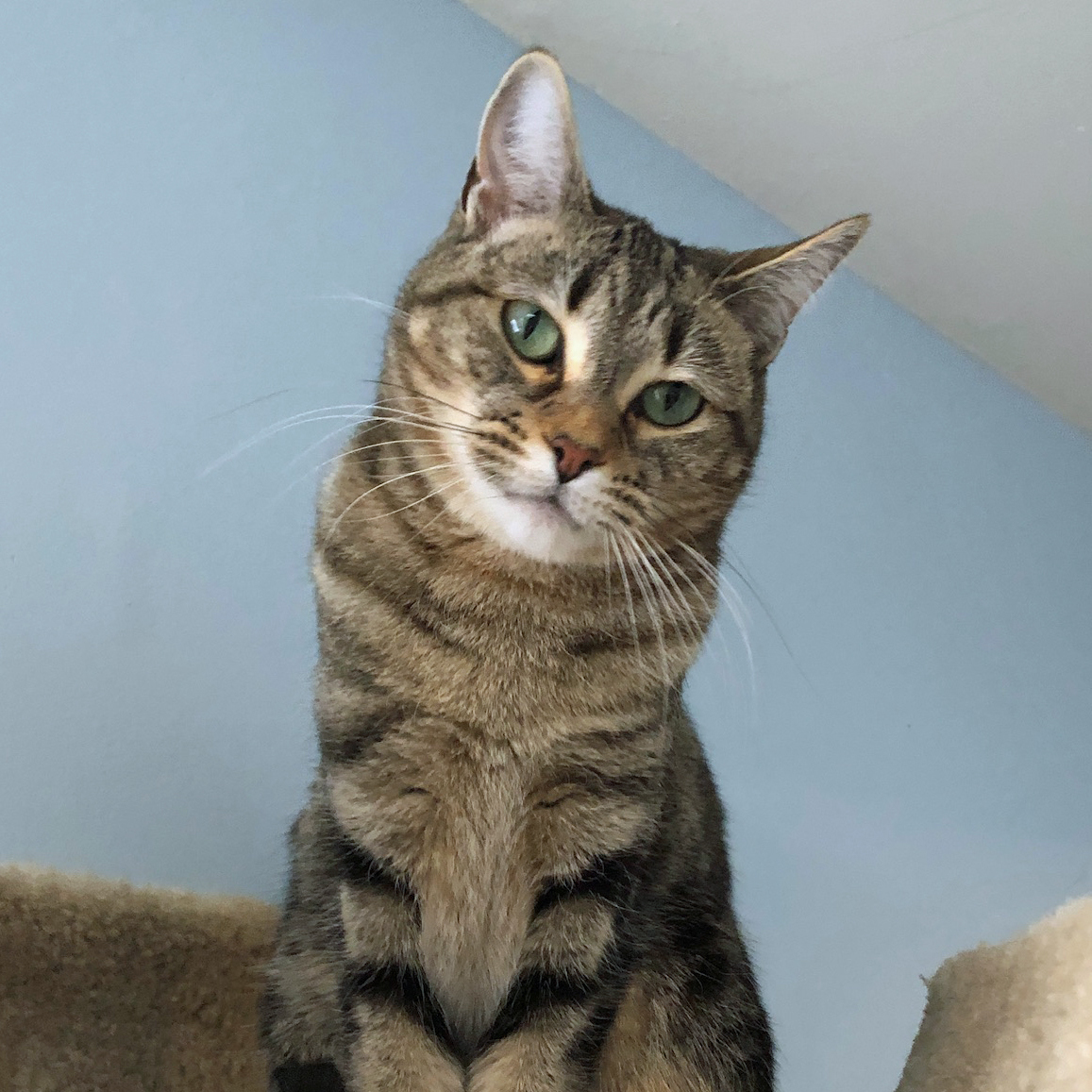 Jewel & Floyd, Adoptable, Adult Male Domestic Short Hair & Tabby.