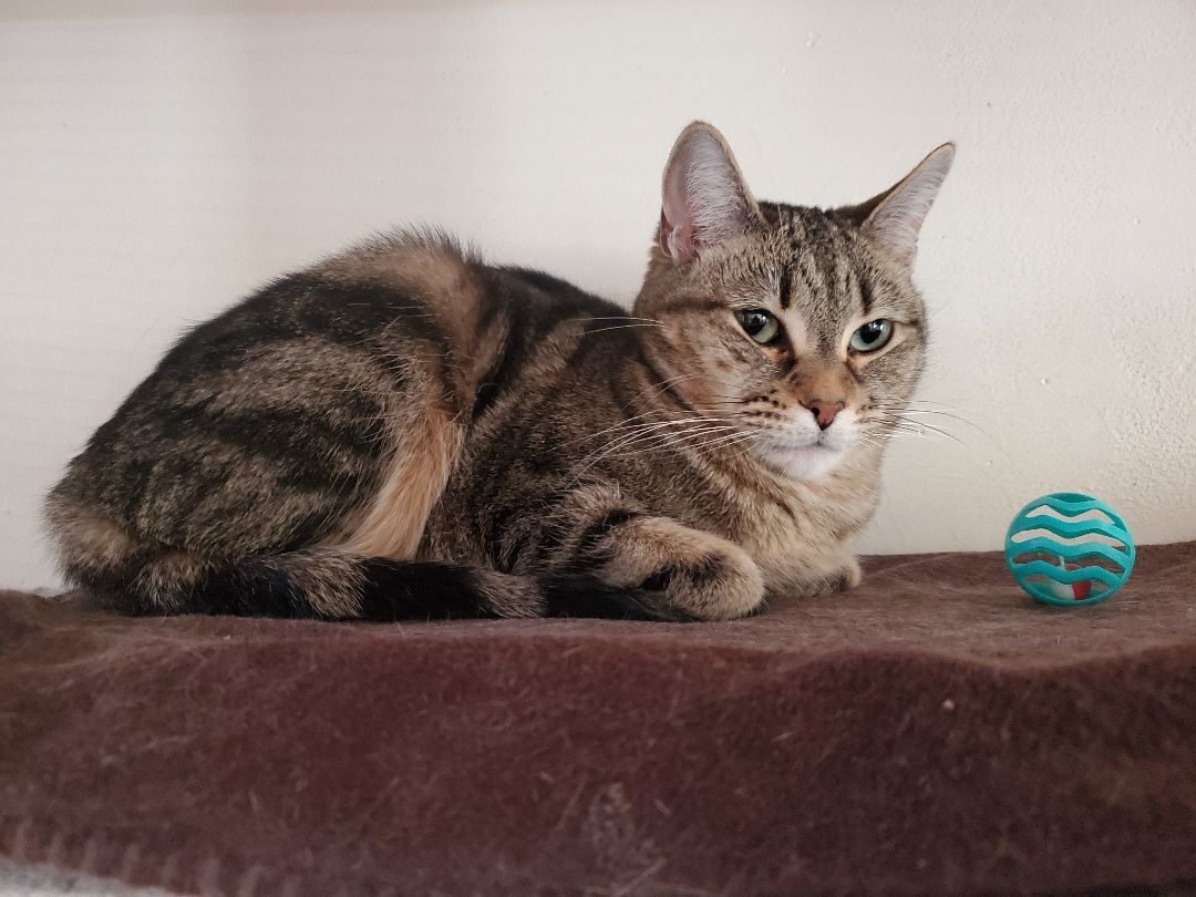Jewel & Floyd, an adoptable Domestic Short Hair, Tabby in Prescott, AZ, 86301 | Photo Image 3