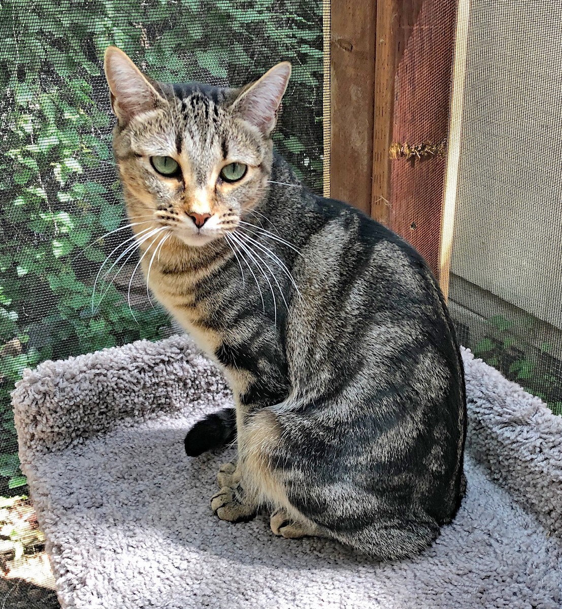 Jewel & Floyd, an adoptable Domestic Short Hair, Tabby in Prescott, AZ, 86301 | Photo Image 4