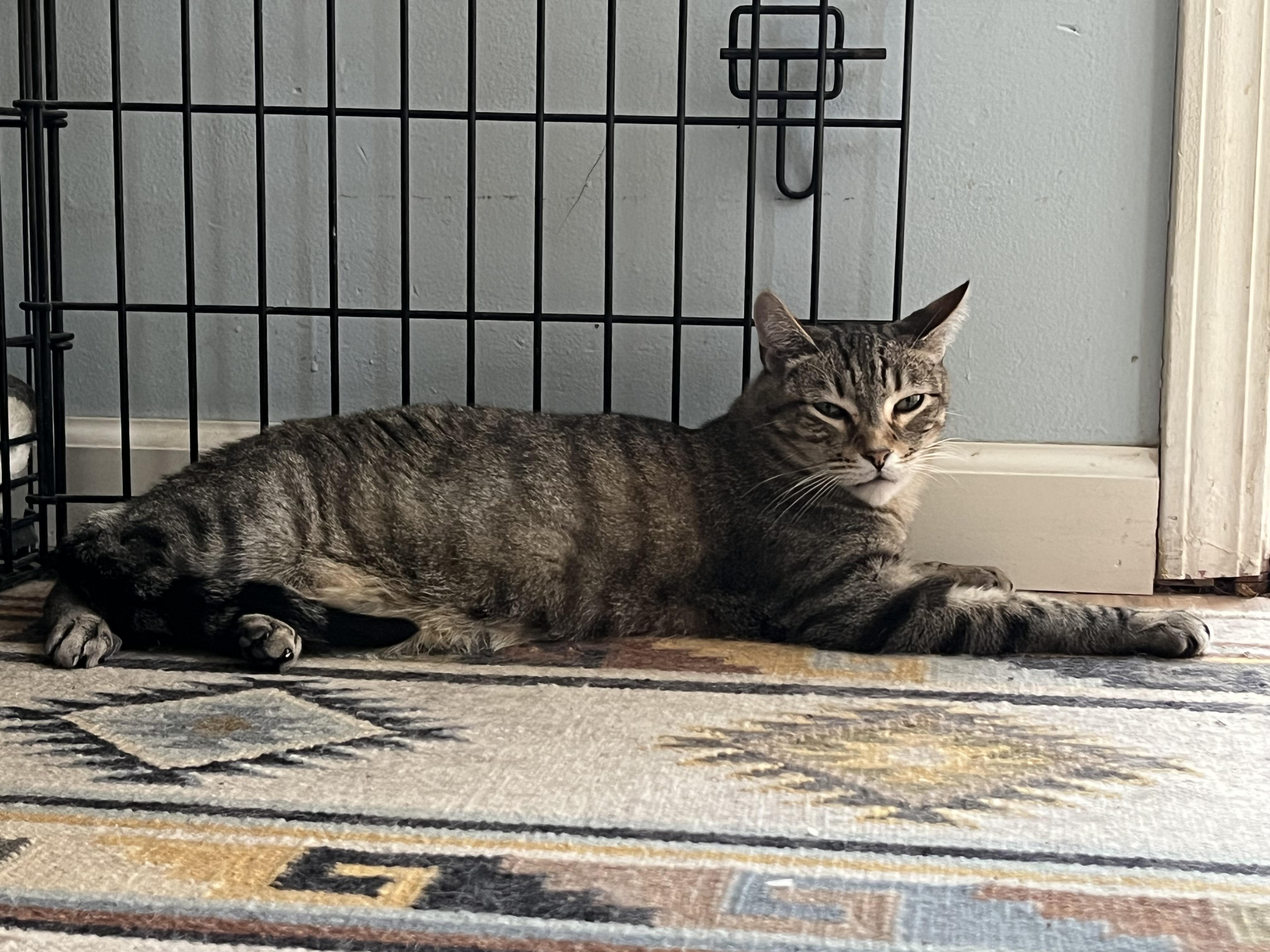 Jewel & Floyd, an adoptable Domestic Short Hair, Tabby in Prescott, AZ, 86301 | Photo Image 1