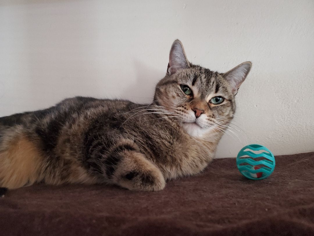 Jewel & Floyd, an adoptable Domestic Short Hair, Tabby in Prescott, AZ, 86301 | Photo Image 5