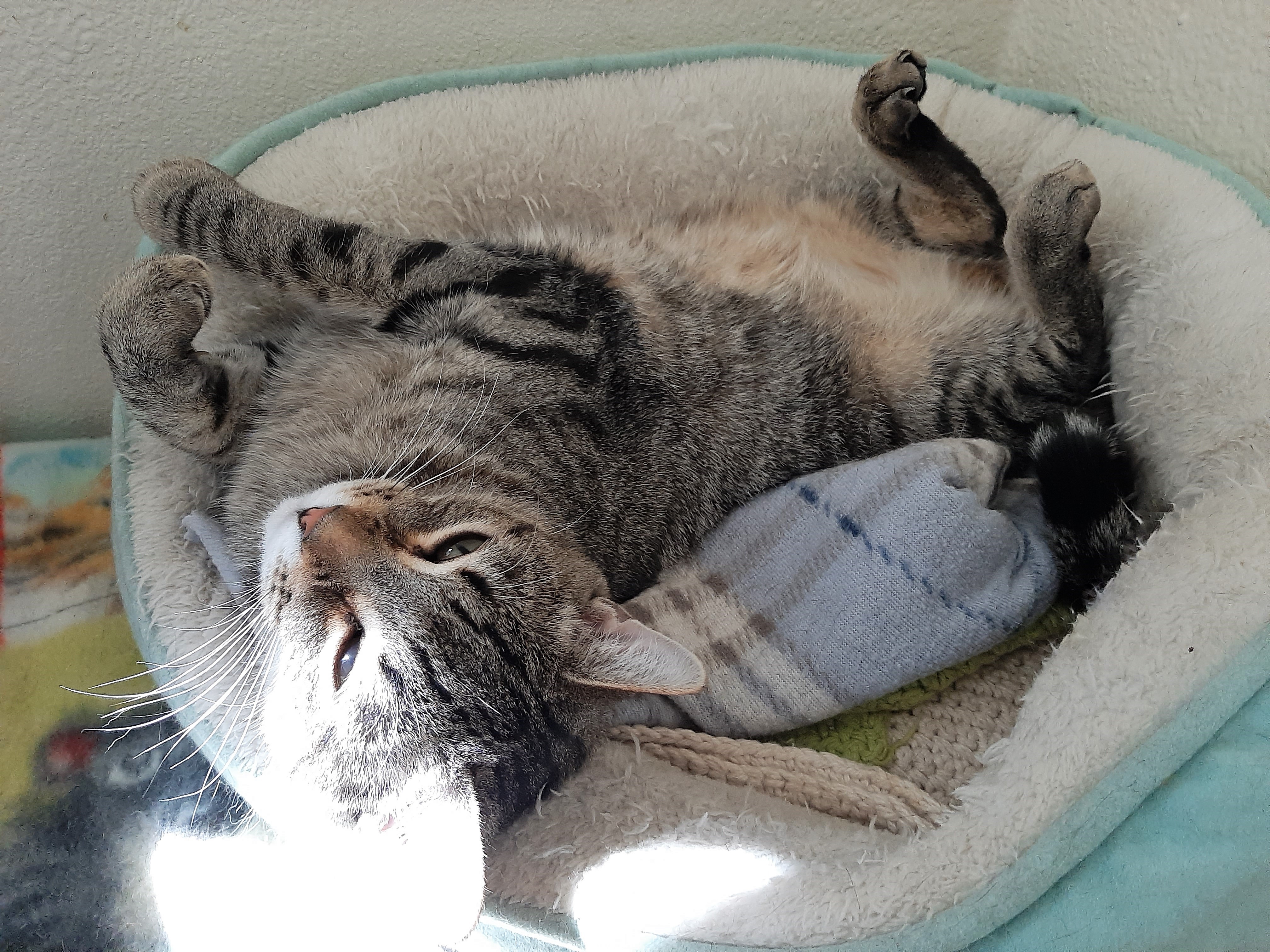 Jewel & Floyd, an adoptable Domestic Short Hair, Tabby in Prescott, AZ, 86301 | Photo Image 6