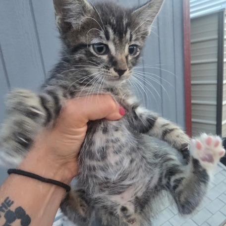 Enlarge Hash-brown, a Adoptable Domestic Short Hair in Taos, NM image 1/1