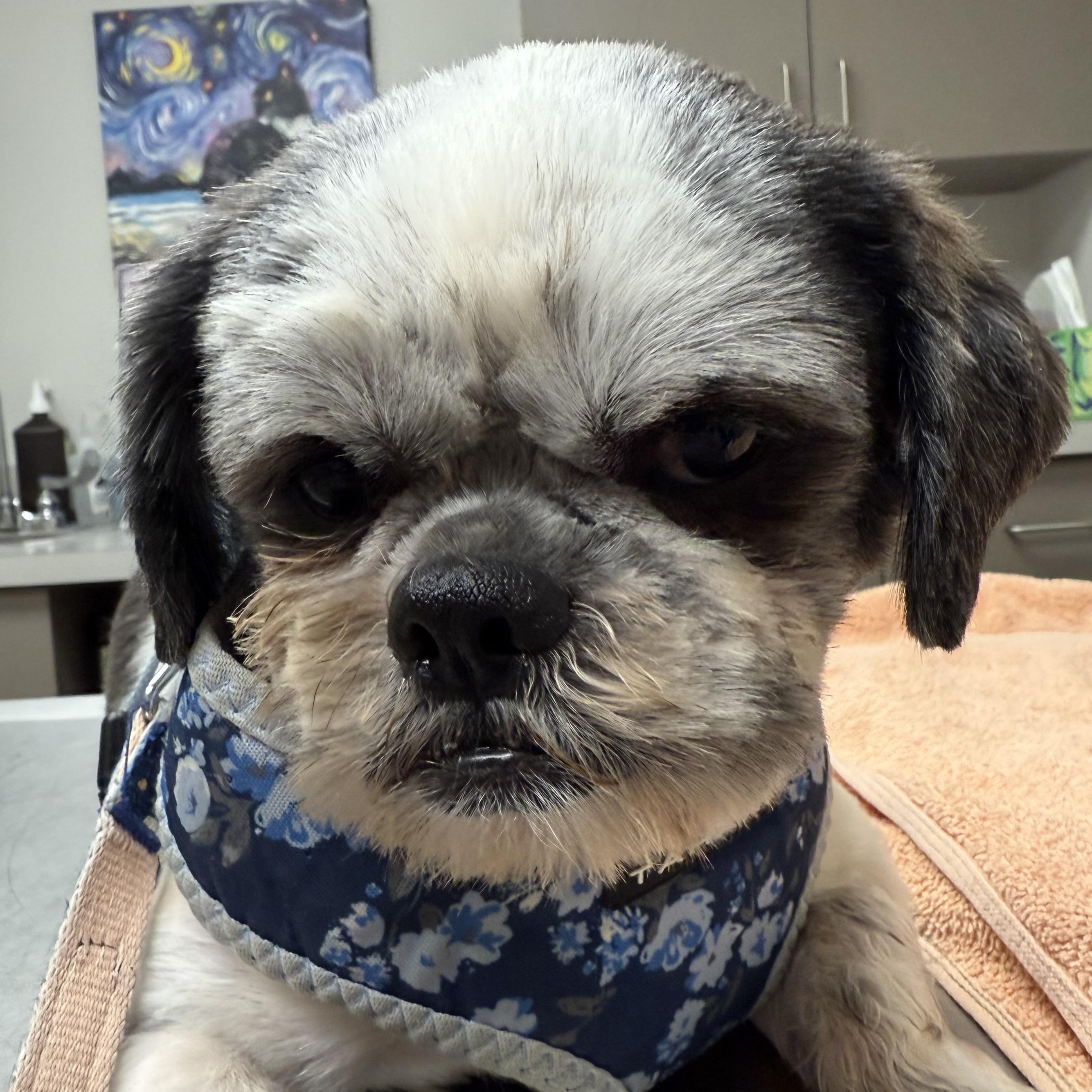 Enlarge Lois Lane, a Adopted Shih Tzu in East Bend, NC image 1/3