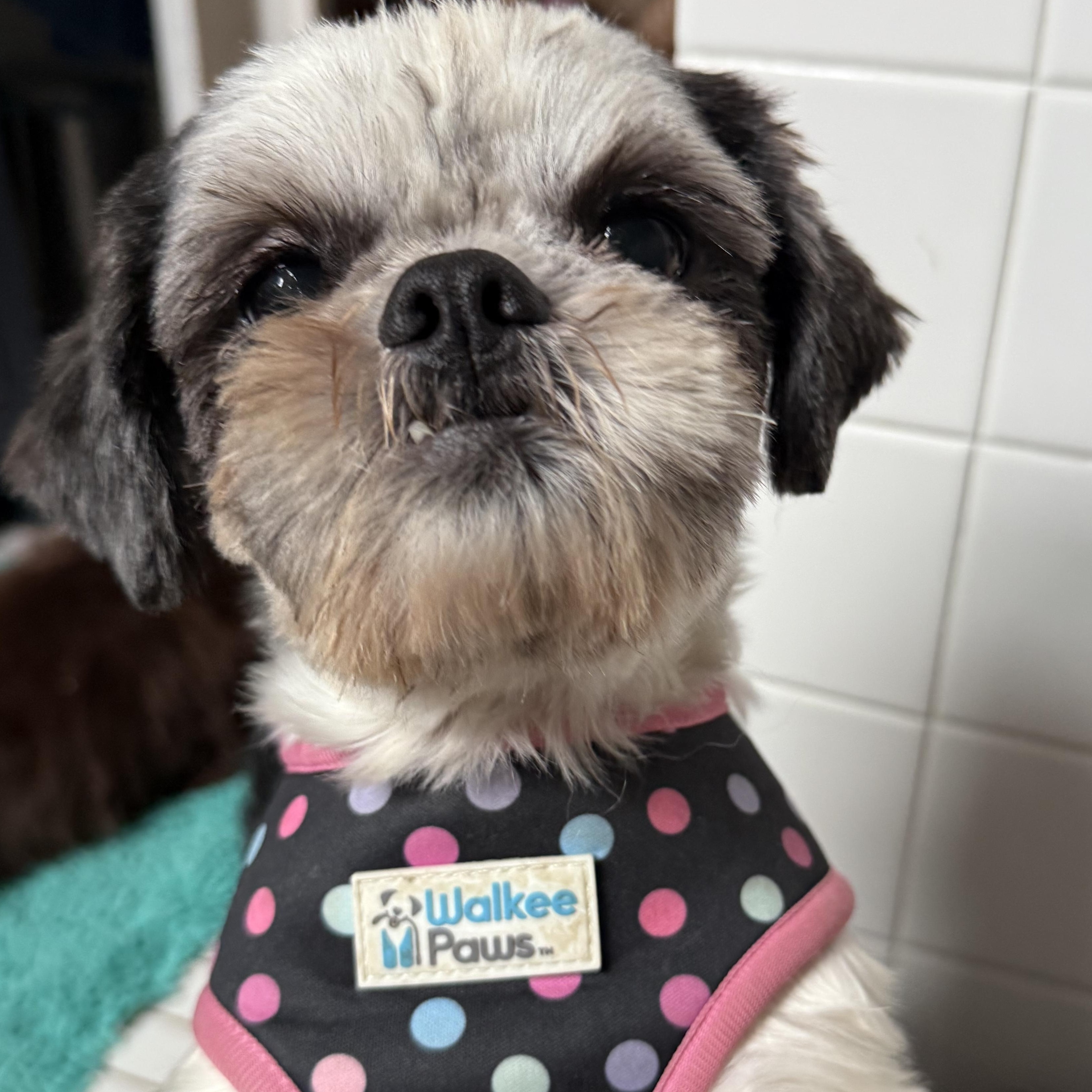 Enlarge Lois Lane, a Adopted Shih Tzu in East Bend, NC image 2/3