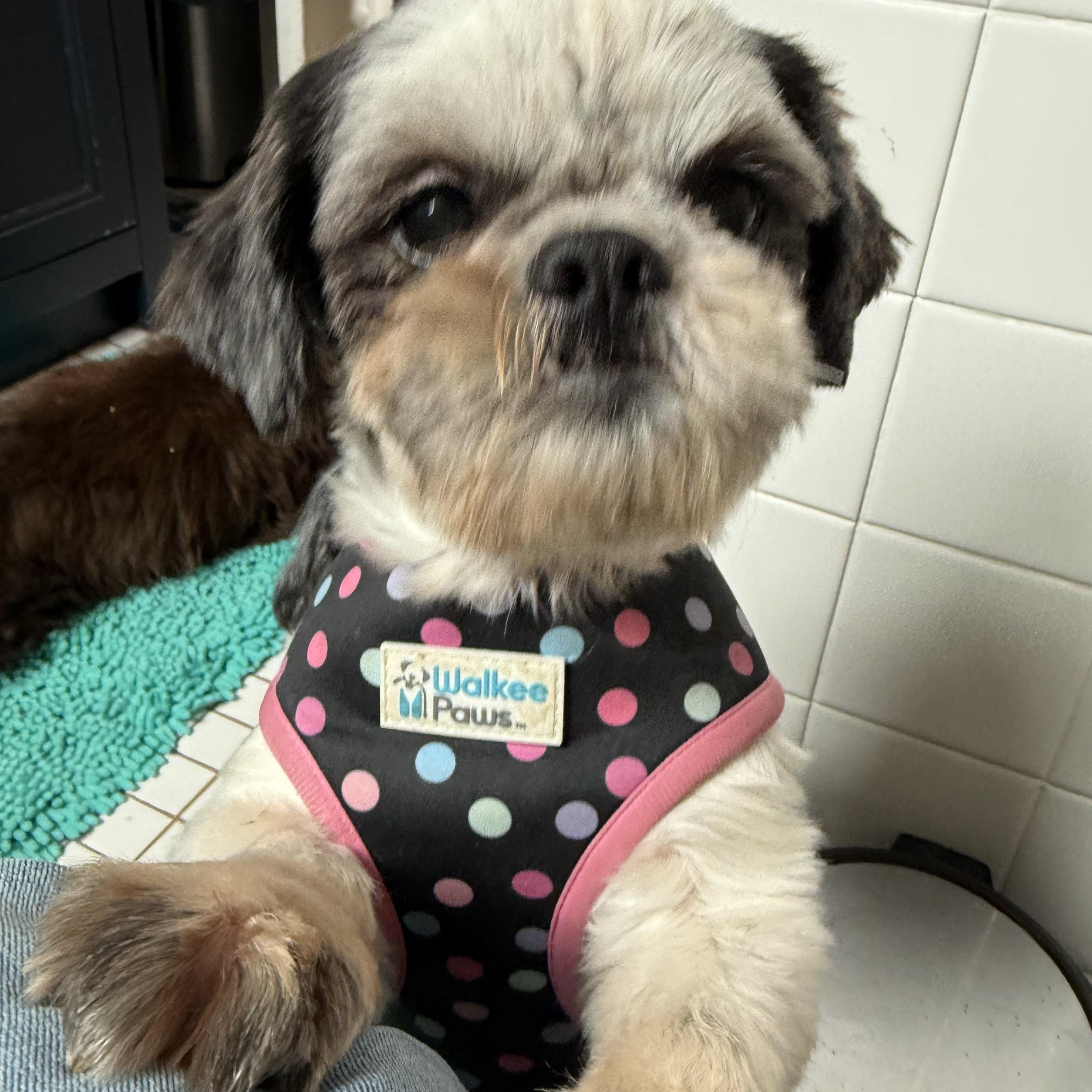 Enlarge Lois Lane, a Adopted Shih Tzu in East Bend, NC image 3/3