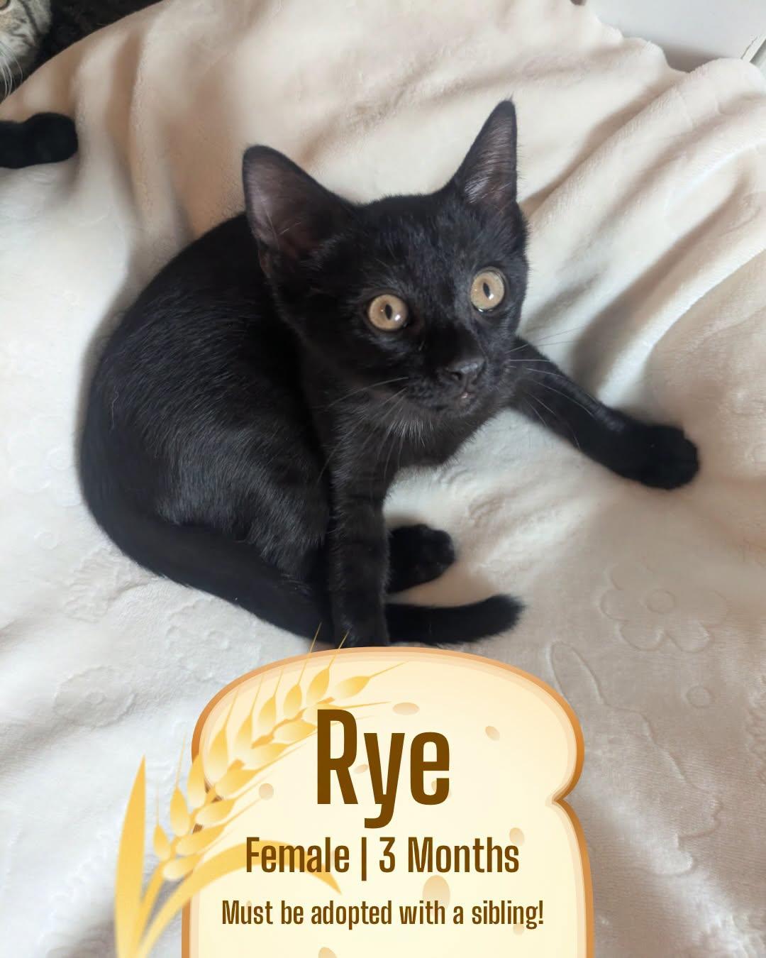 Rye, Adoptable, Kitten Female Domestic Short Hair.