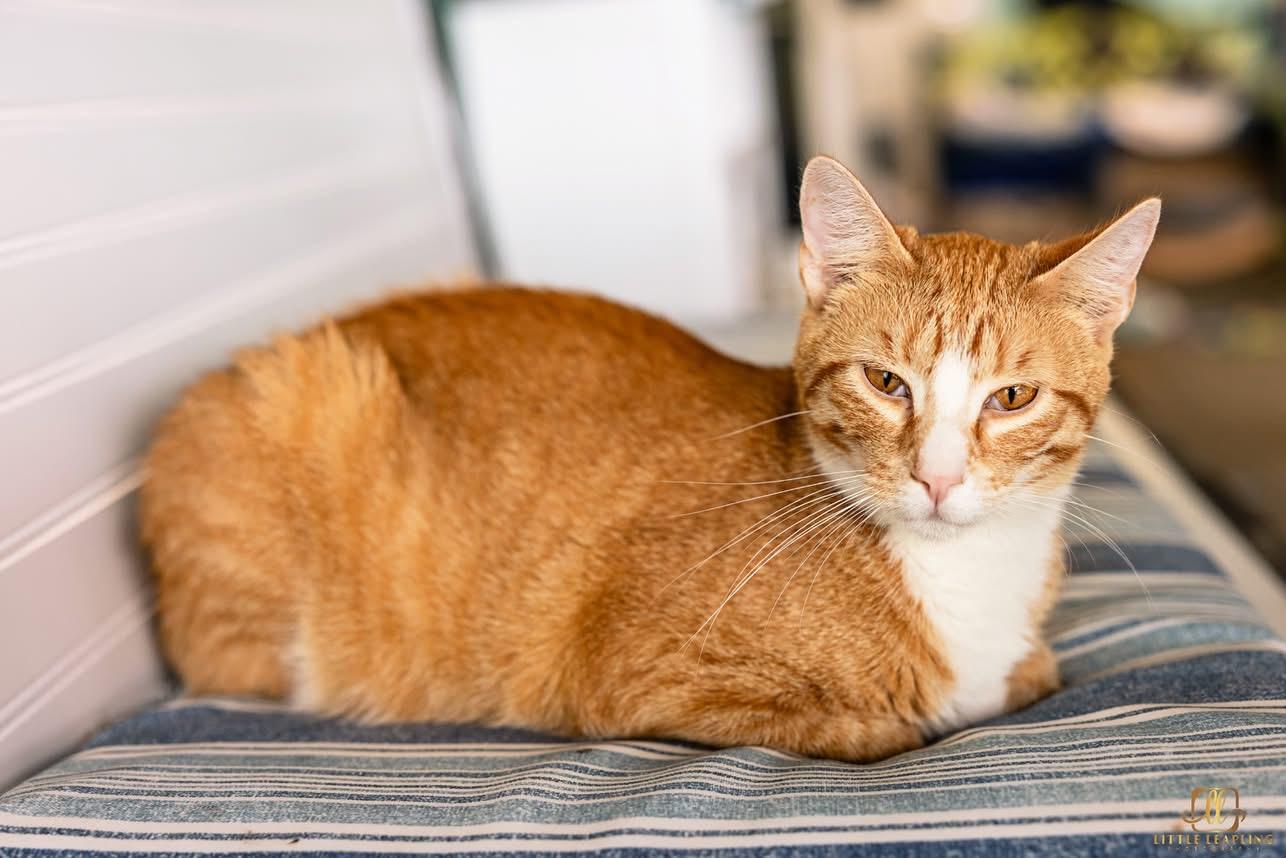 Leroy, an adoptable Domestic Short Hair in Manhattan, KS, 66502 | Photo Image 1