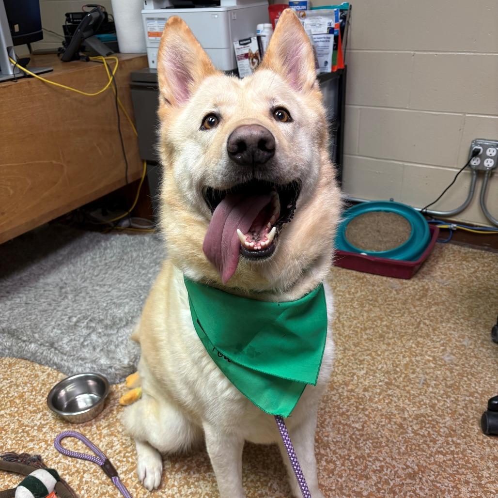 Enlarge Boone, a Adoptable mixed breed in Chehalis, WA image 1/4
