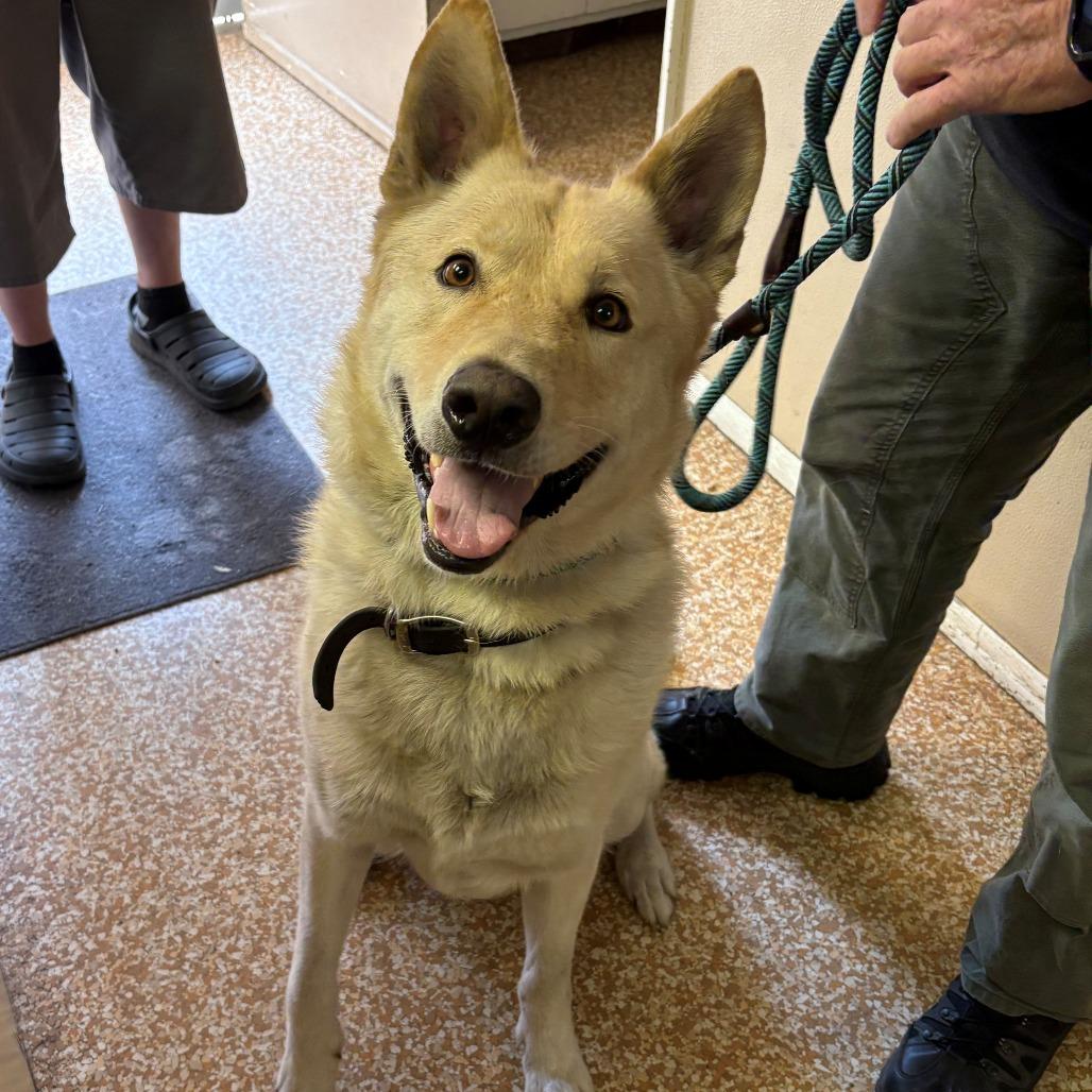 Boone, Adoptable, Adult Male German Shepherd Dog & Yellow Labrador Retriever.