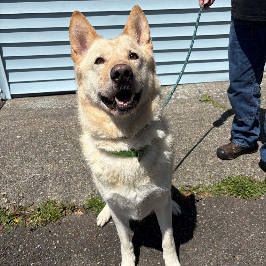 Boone, a Adoptable mixed breed in Chehalis, WA image 5/5