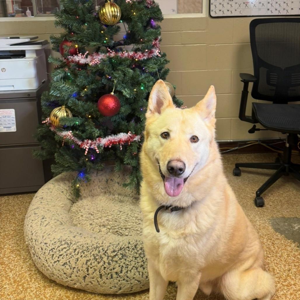 Enlarge Boone, a Adoptable mixed breed in Chehalis, WA image 1/1