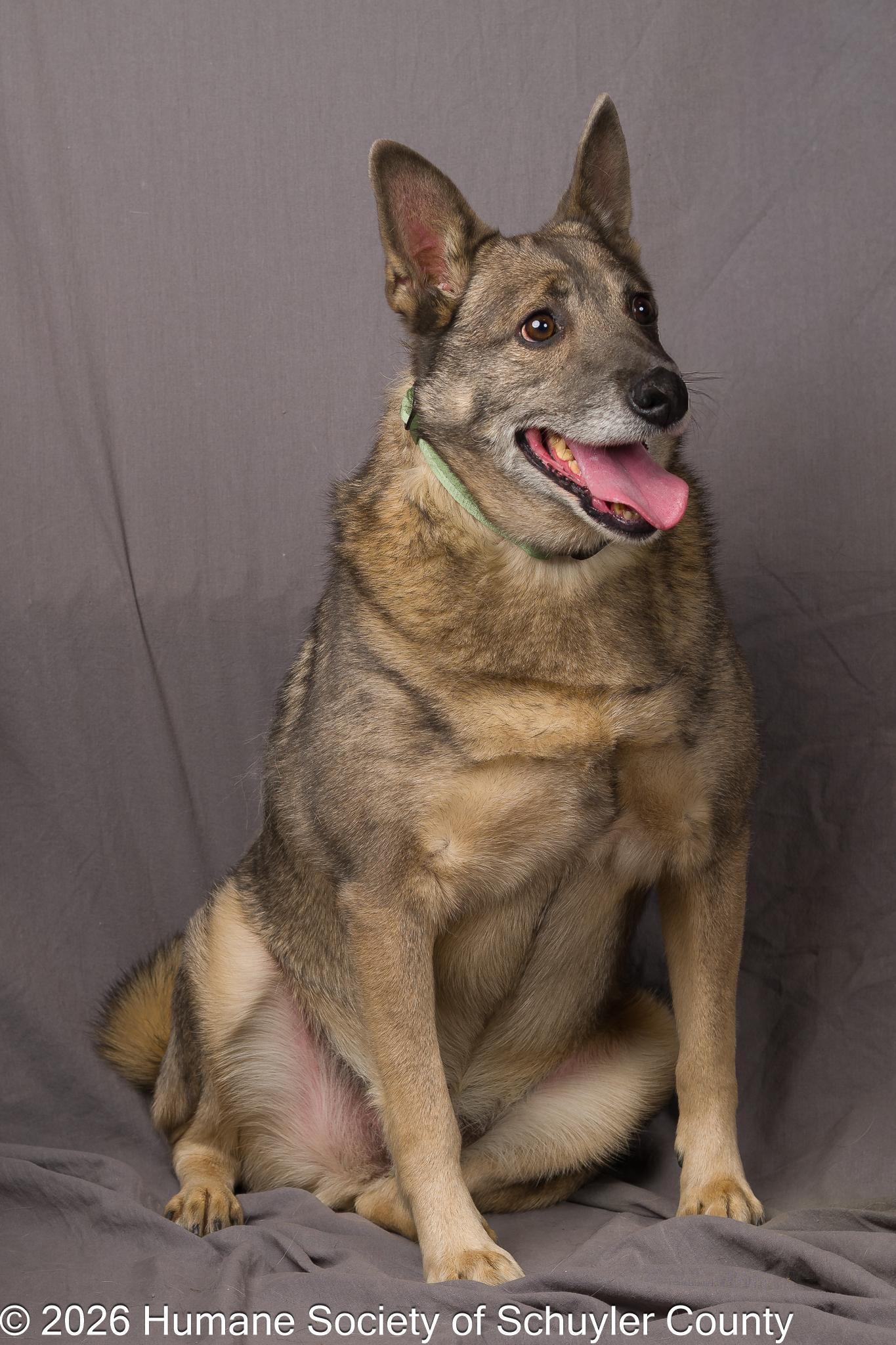 Enlarge Spartacus, a ADOPTABLE mixed breed in Montour Falls, NY image 3/3