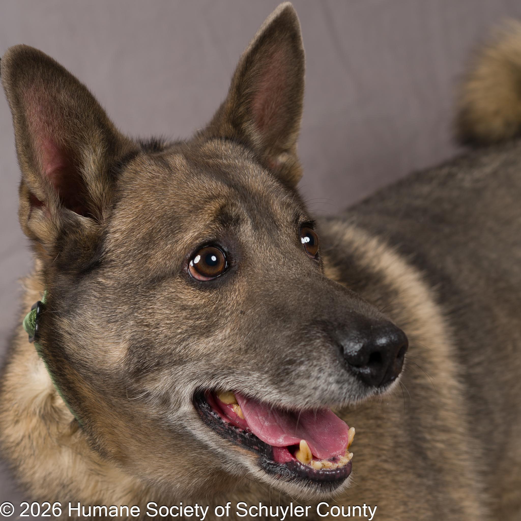 Enlarge Spartacus, a ADOPTABLE mixed breed in Montour Falls, NY image 1/3