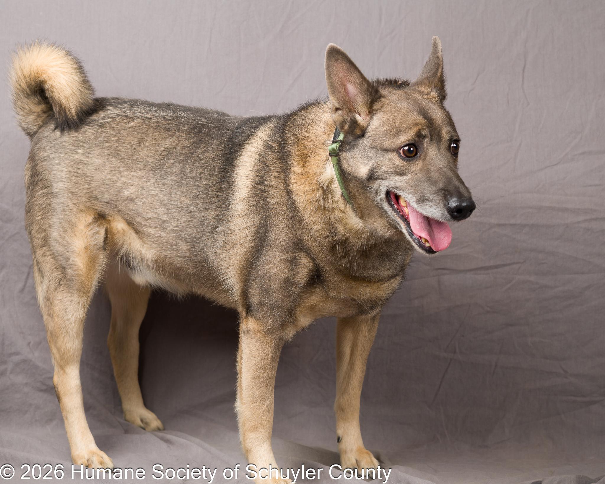 Enlarge Spartacus, a ADOPTABLE mixed breed in Montour Falls, NY image 2/3