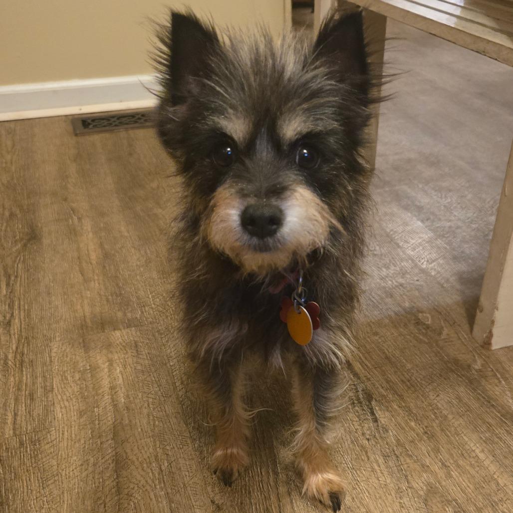 Maddie, a Adoptable mixed breed in Bessemer, AL image 2/5