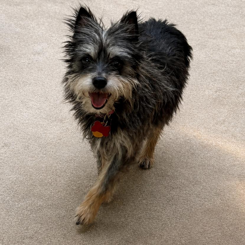 Maddie, a Adoptable mixed breed in Bessemer, AL image 4/5