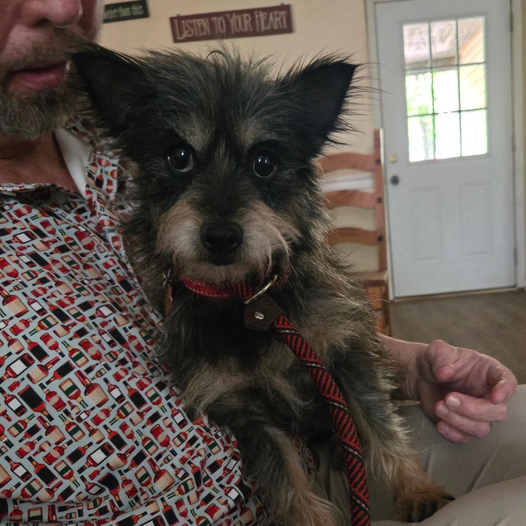 Maddie, a Adoptable mixed breed in Bessemer, AL image 5/5
