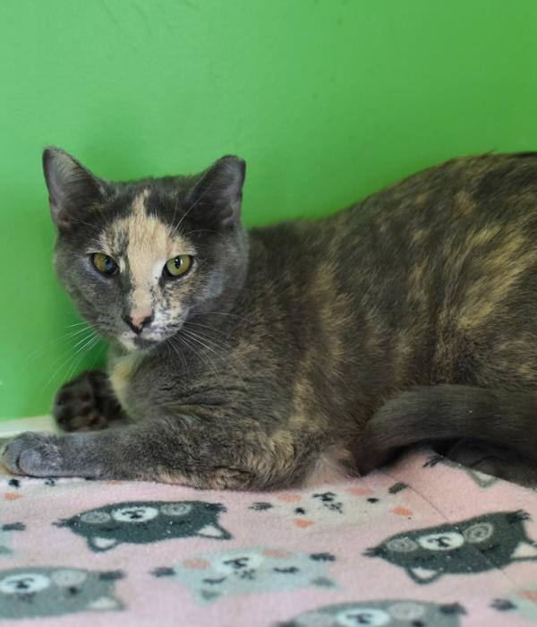 Wish, Adoptable, Adult Female Domestic Short Hair.