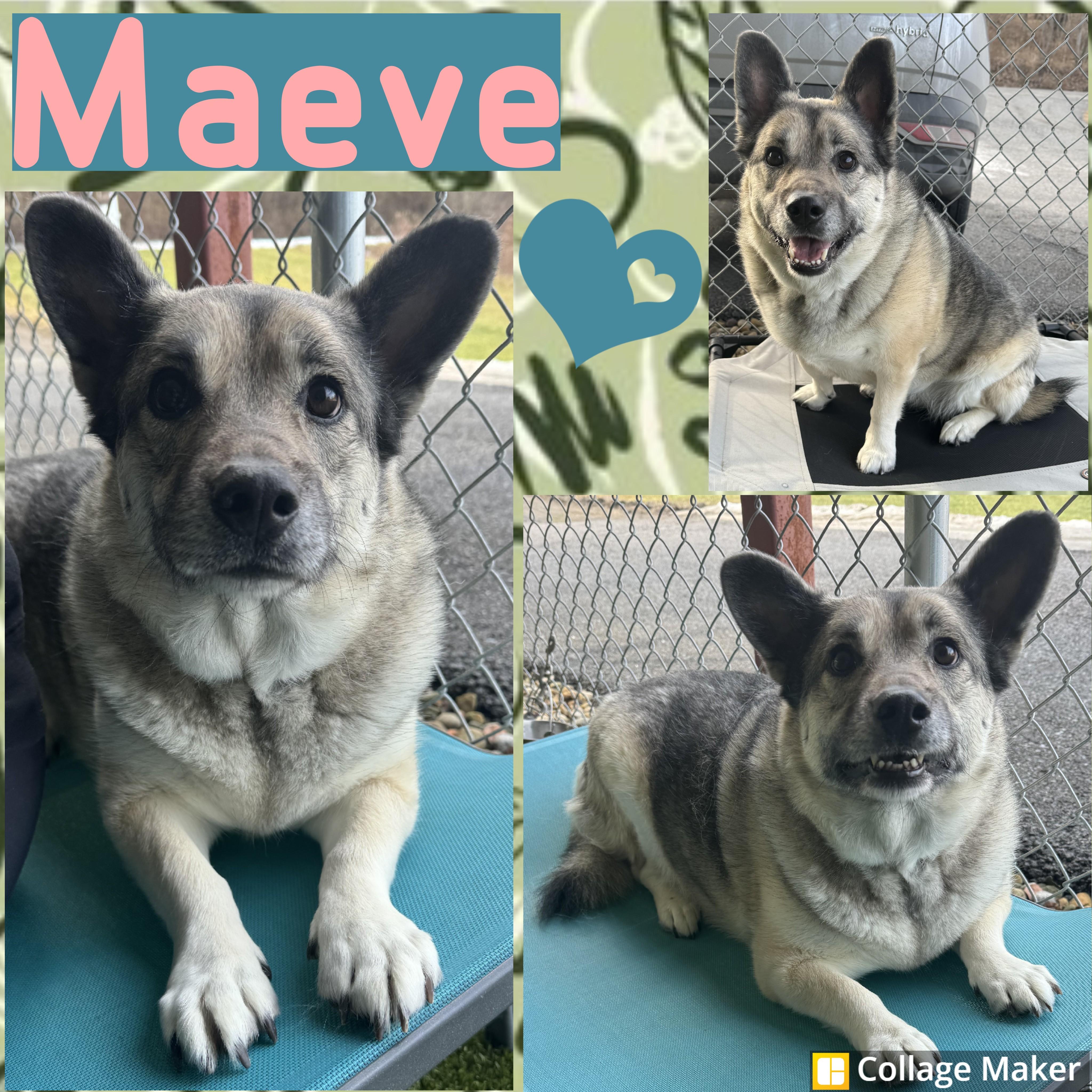 Maeve, adopted, Adult Female Norwegian Elkhound & Corgi.