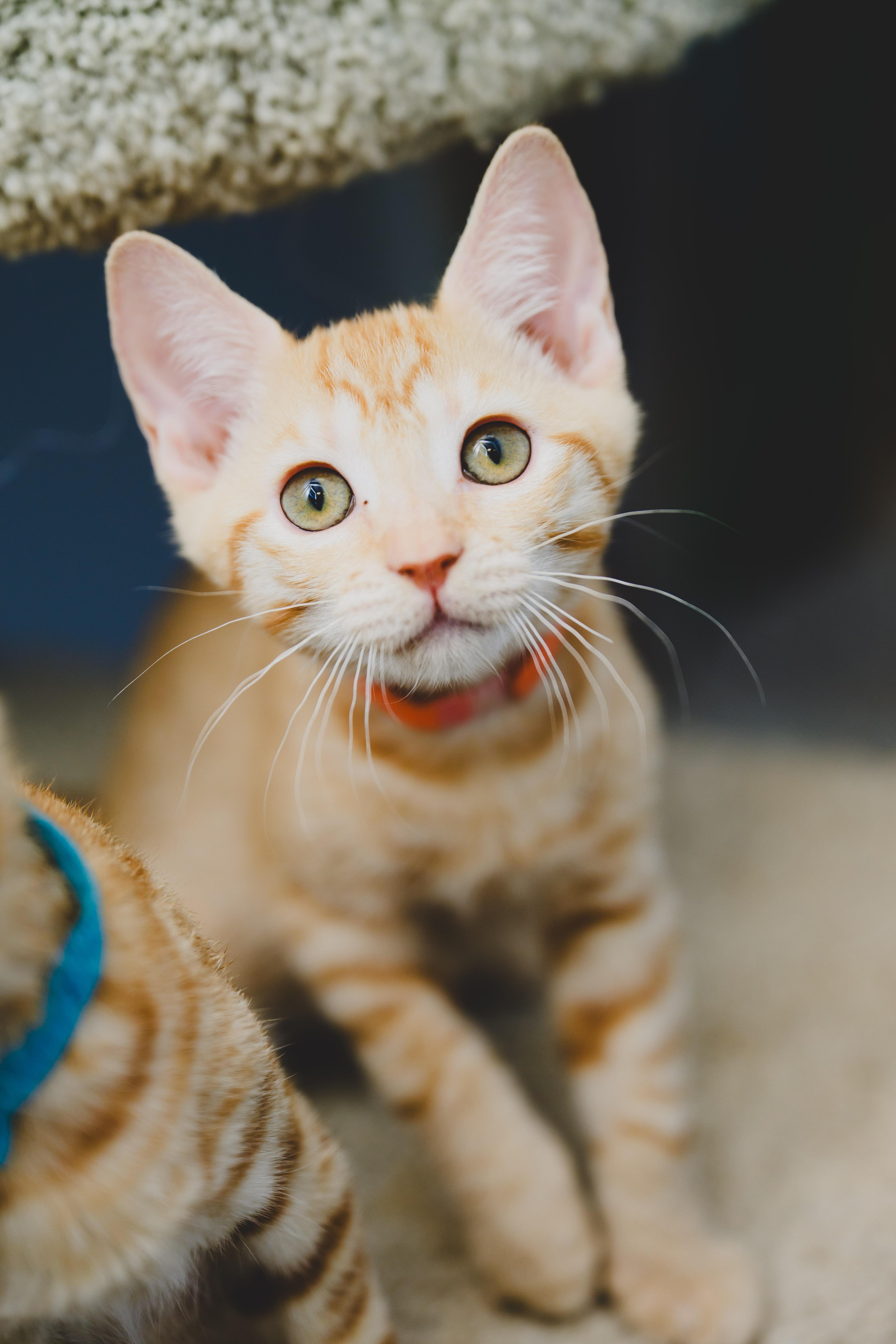 Enlarge Marida, a Adoptable Domestic Short Hair in Honolulu, HI image 1/3