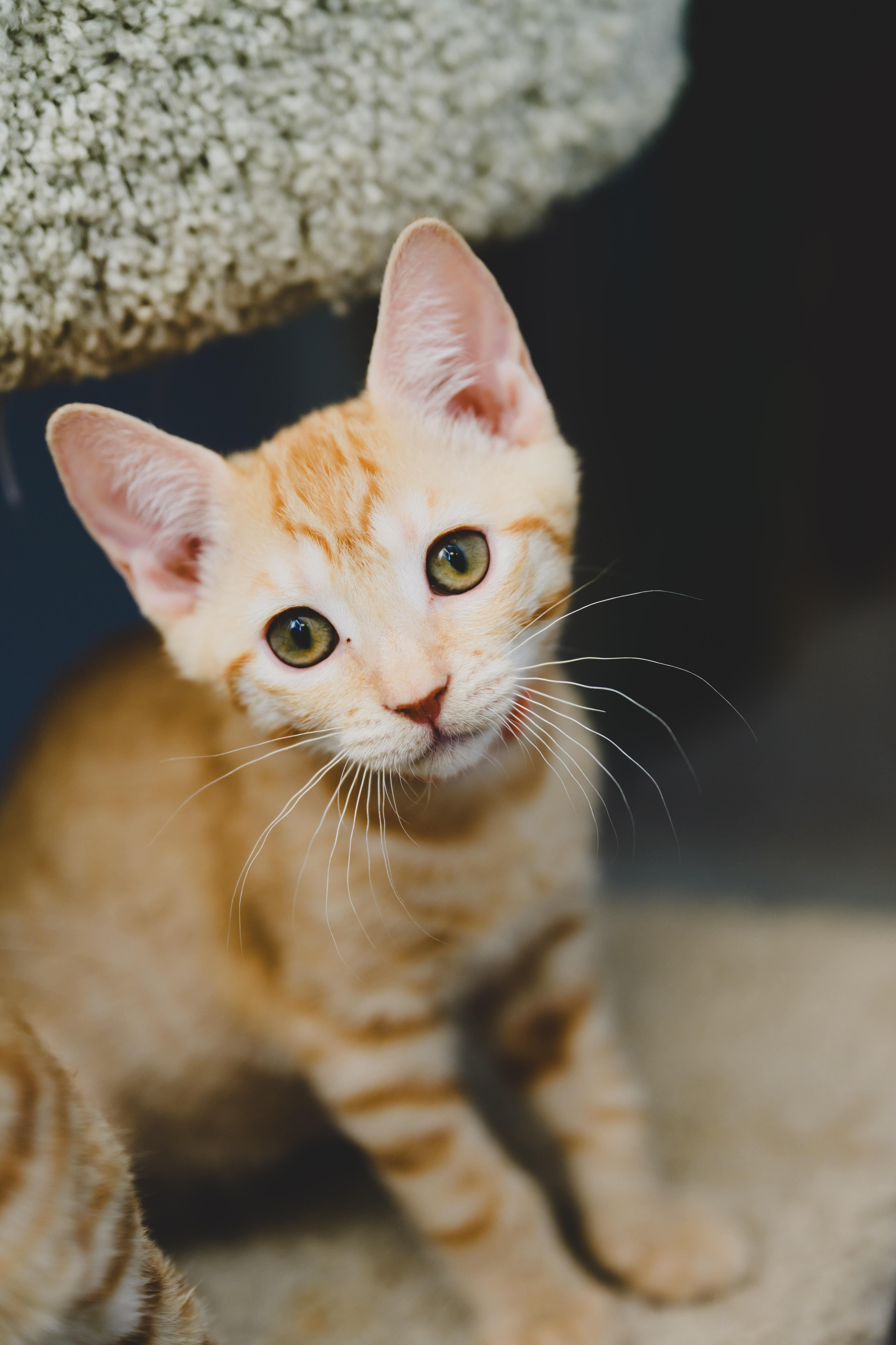 Enlarge Marida, a Adoptable Domestic Short Hair in Honolulu, HI image 2/3