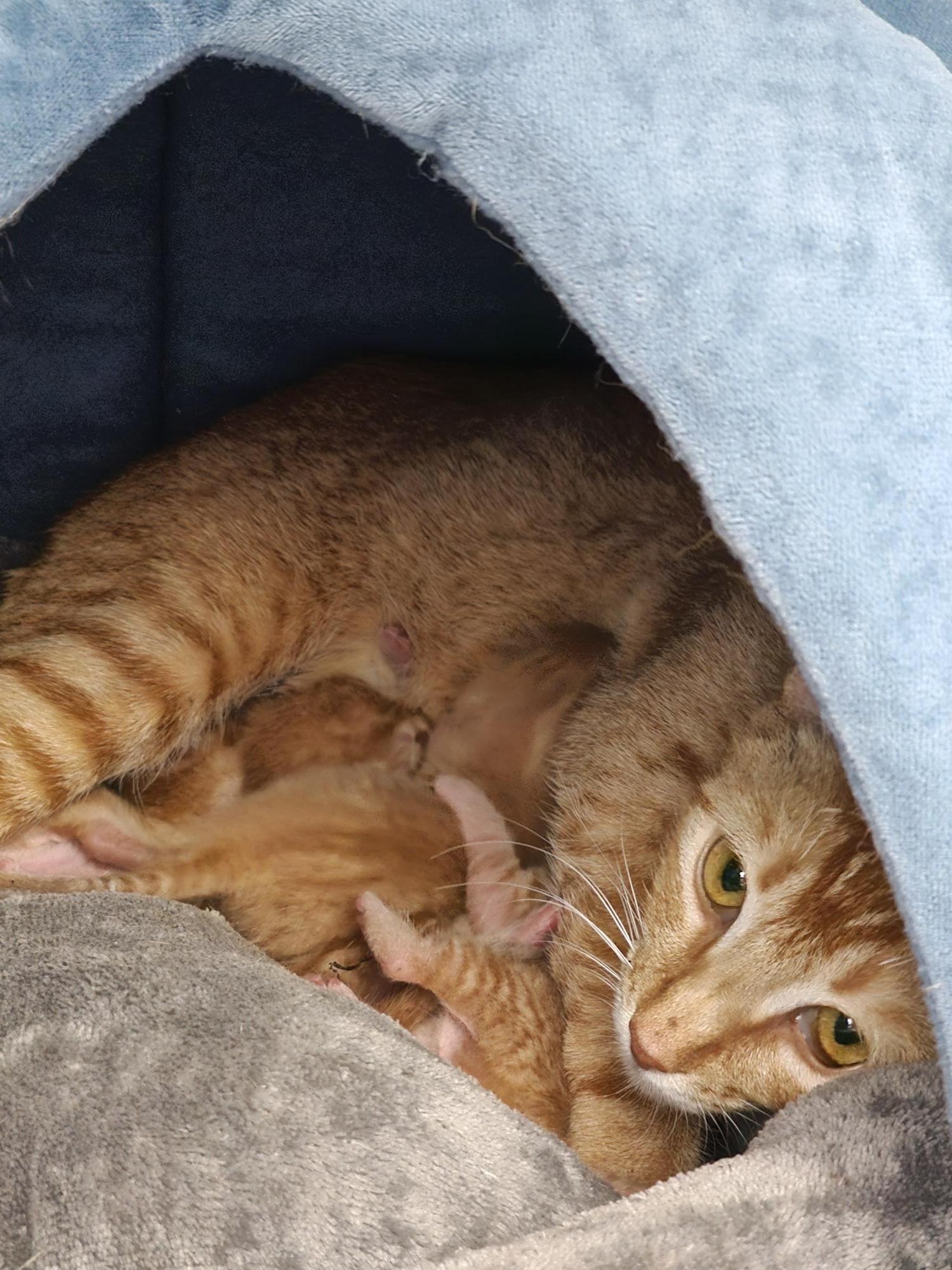 Enlarge Marida, a Adoptable Domestic Short Hair in Honolulu, HI image 3/3